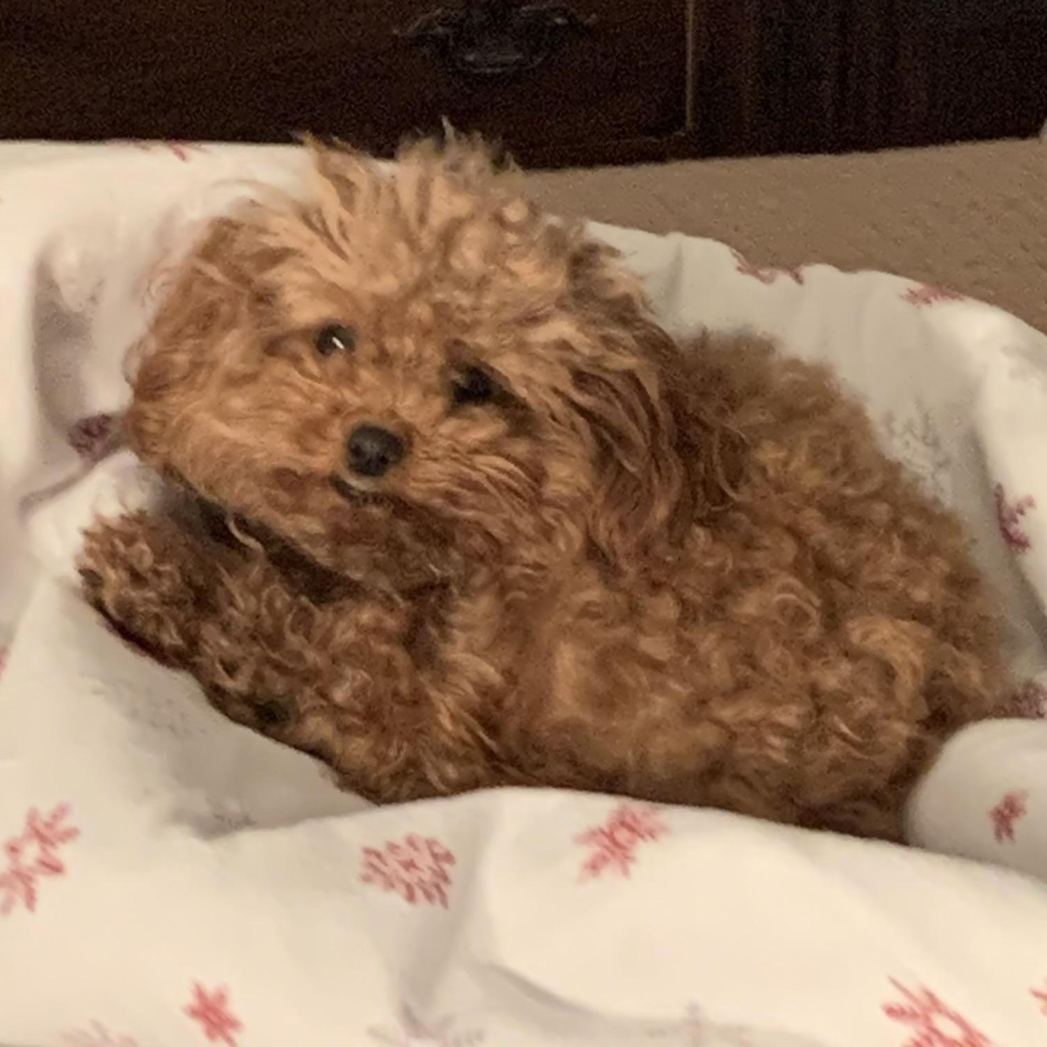Enlarge Chloe-Courtesy Posting!, an adopted Poodle (Toy) in Somerville, MA image 3/5