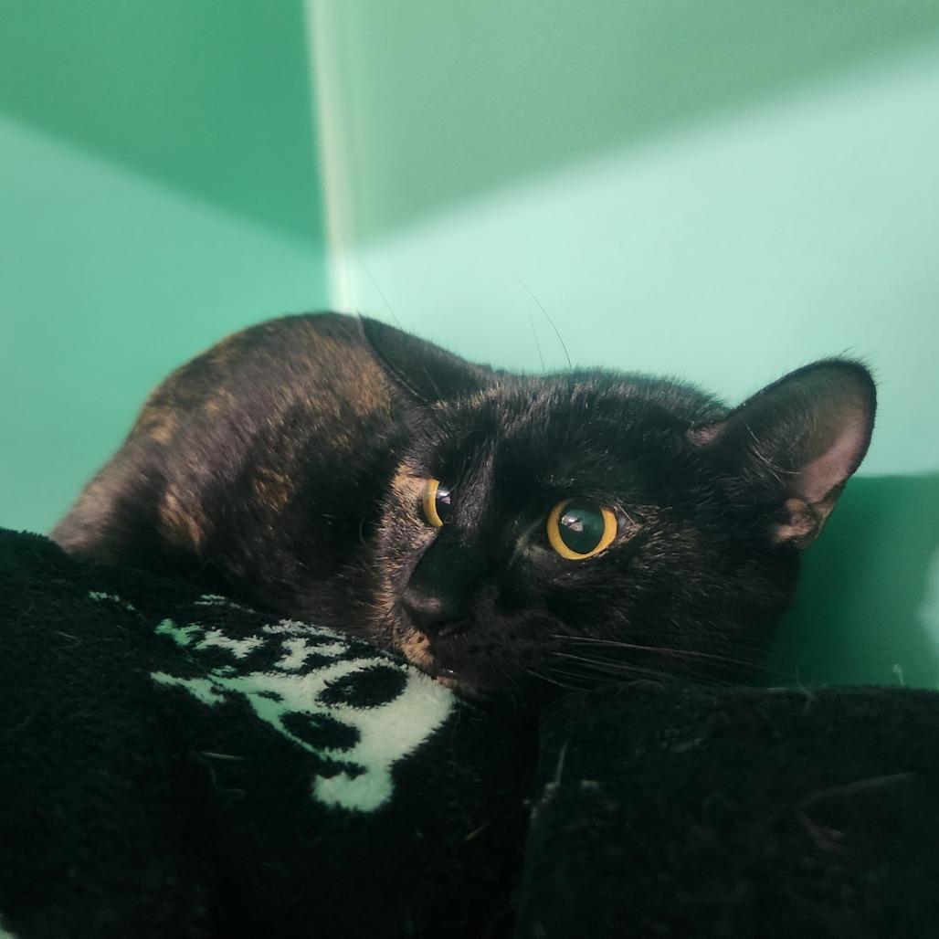 Fiddlehead Fern, Adoptable, Adult Female Domestic Short Hair.