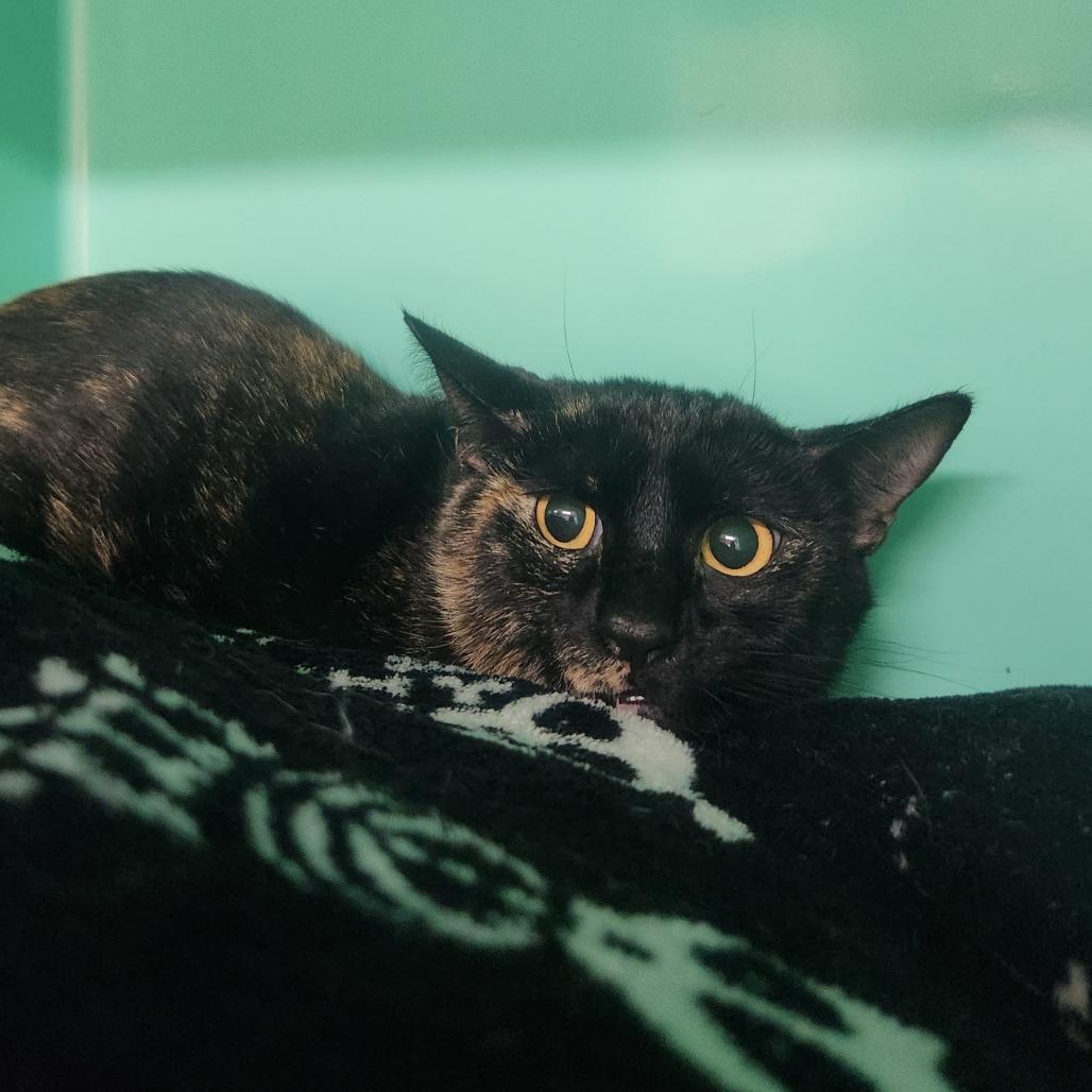 Enlarge Fiddlehead Fern, a Adoptable Domestic Short Hair in Pullman, WA image 2/2