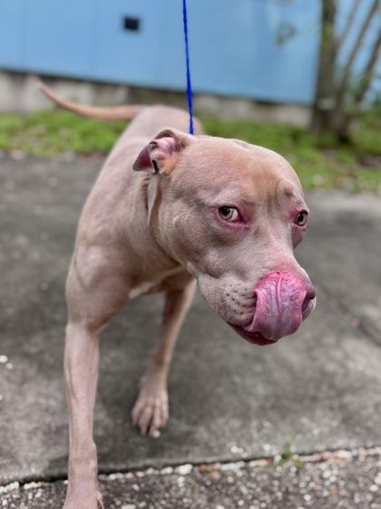 Enlarge Bella Rose, a Adoptable mixed breed in New Orleans, LA image 1/2