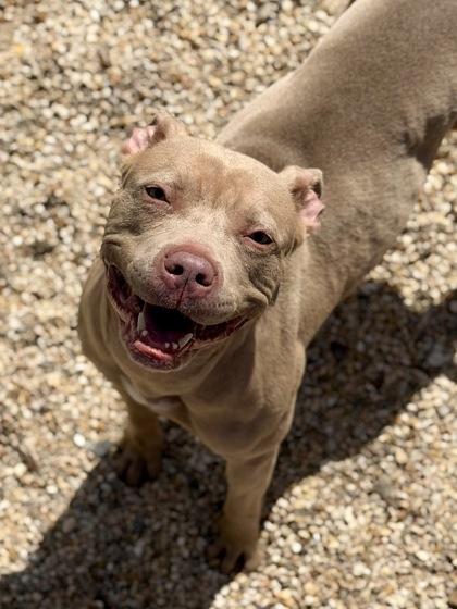 Enlarge Bella Rose, a Adoptable mixed breed in New Orleans, LA image 2/2