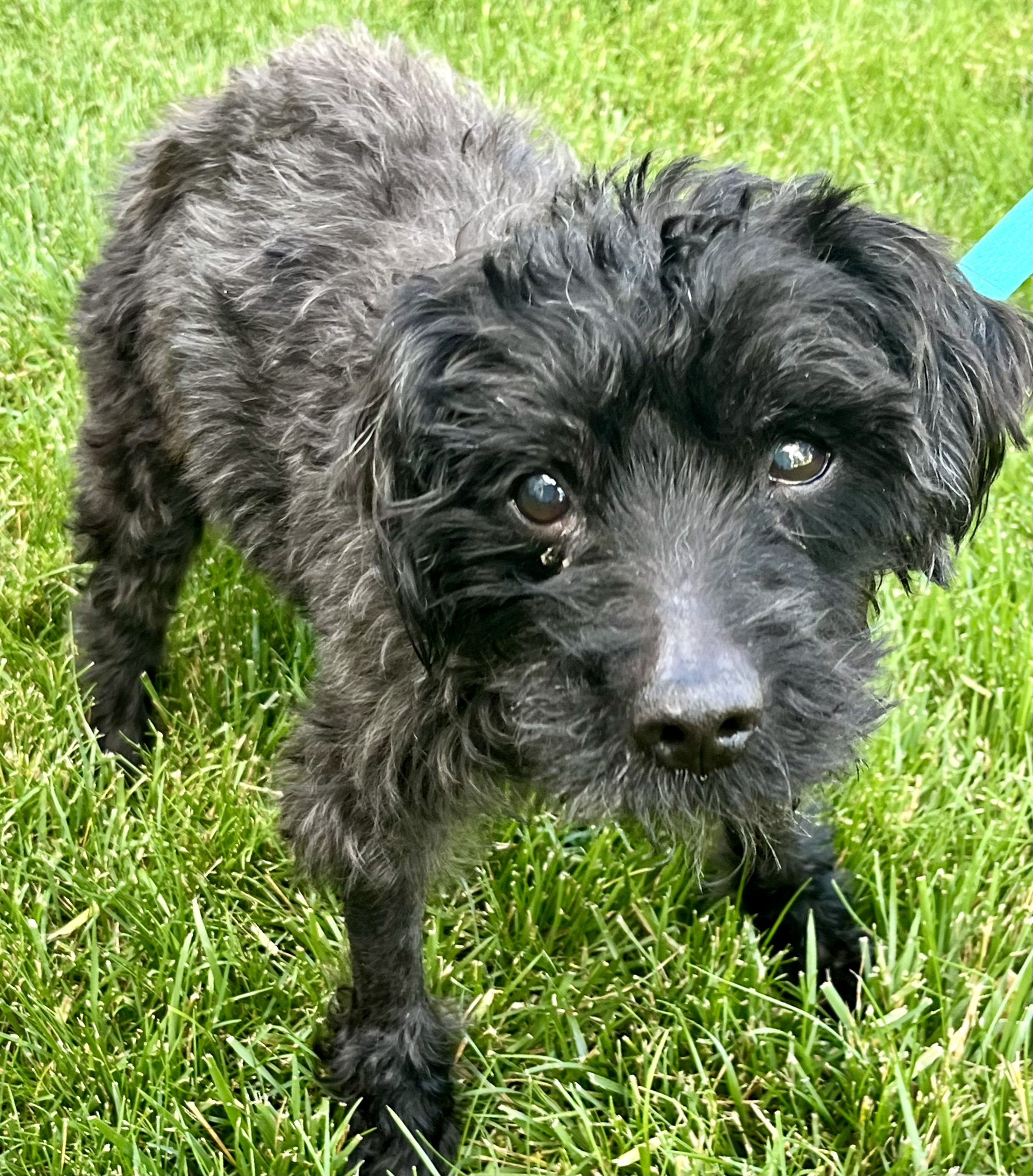 Dog for adoption Albert, a Miniature Poodle in Bradfordwoods, PA Petfinder