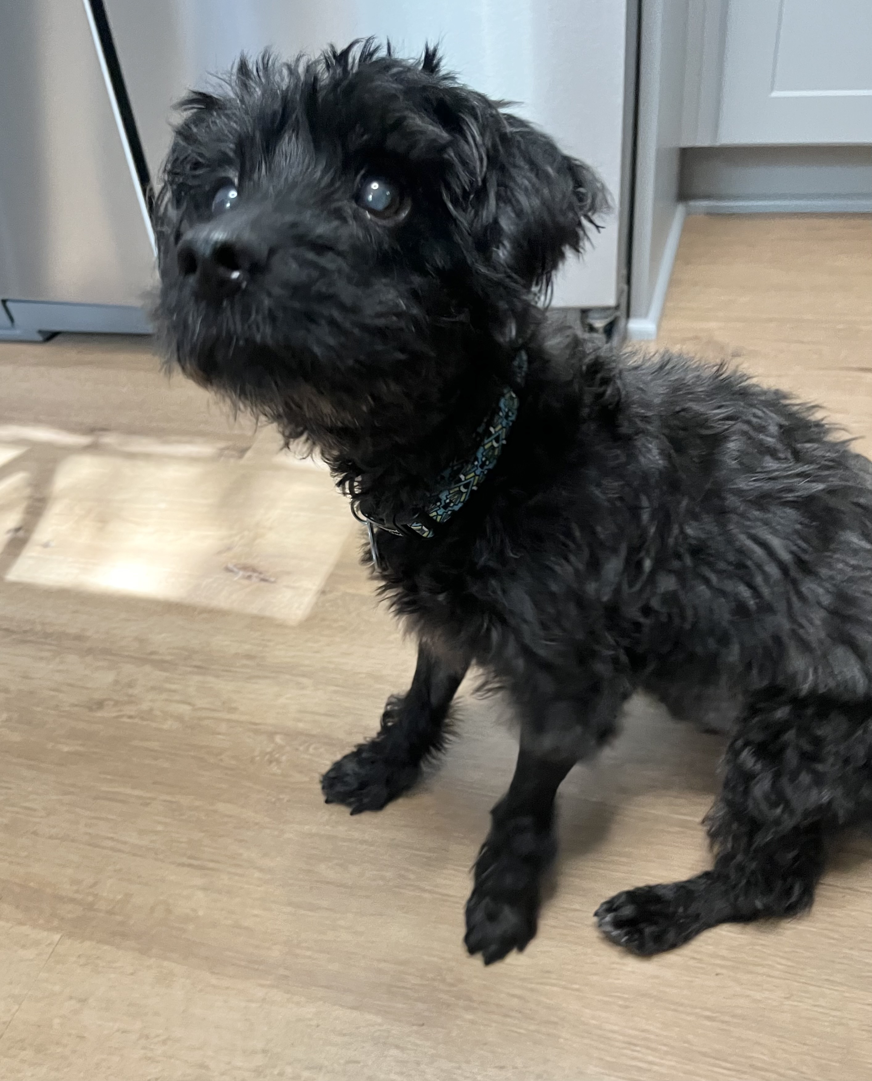 Dog for adoption Albert, a Miniature Poodle & Terrier Mix in