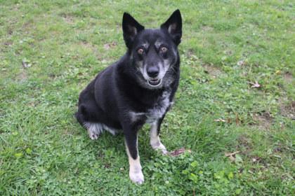 Enlarge Artemis, a Adoptable mixed breed in Kansas City, MO image 1/3