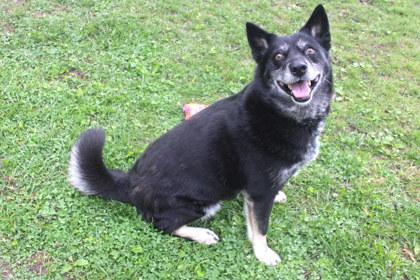 Enlarge Artemis, a Adoptable mixed breed in Kansas City, MO image 2/3