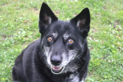 Enlarge Artemis, a Adoptable mixed breed in Kansas City, MO image 3/3