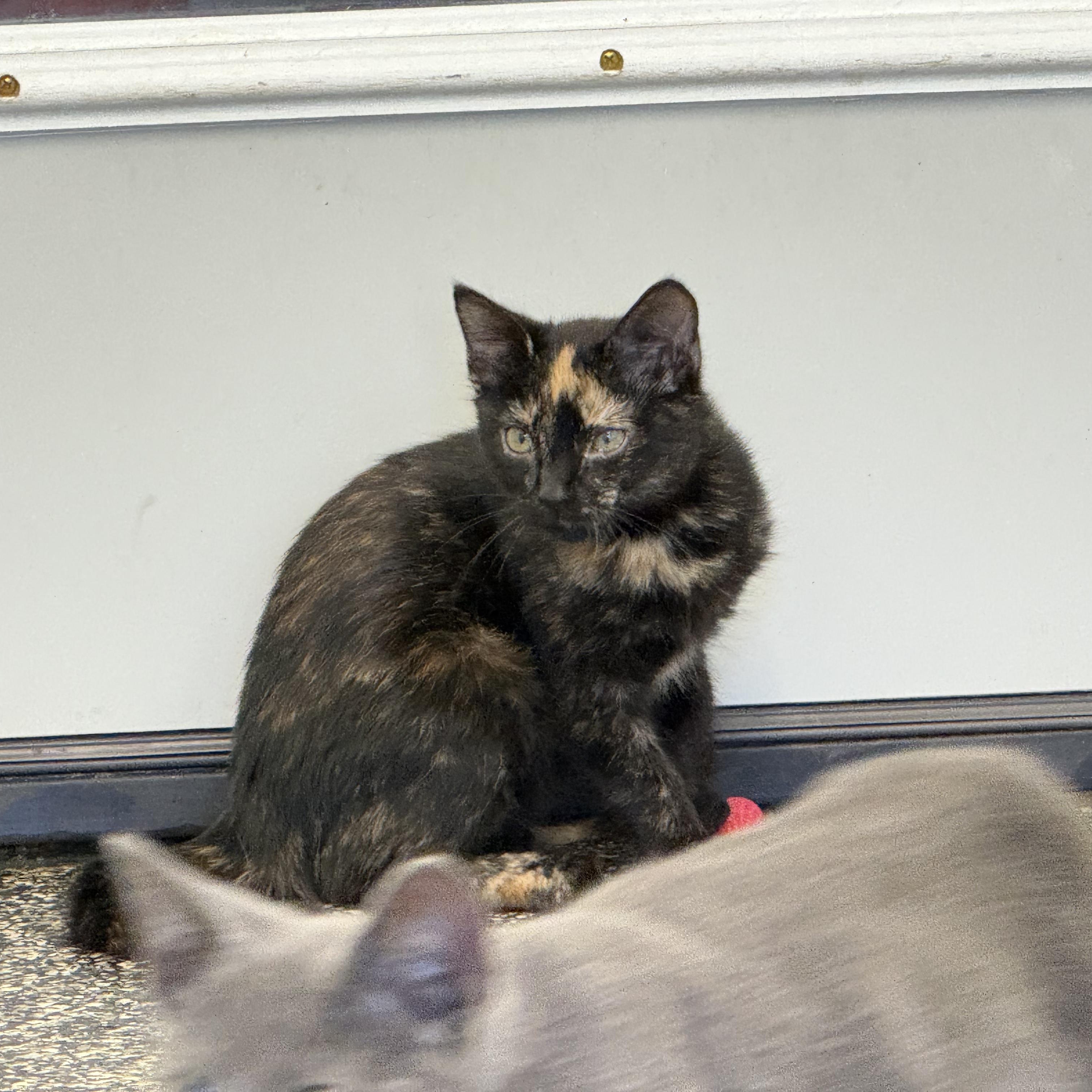 Enlarge Fergie, a Adoptable Tortoiseshell in McKenzie, TN image 2/2
