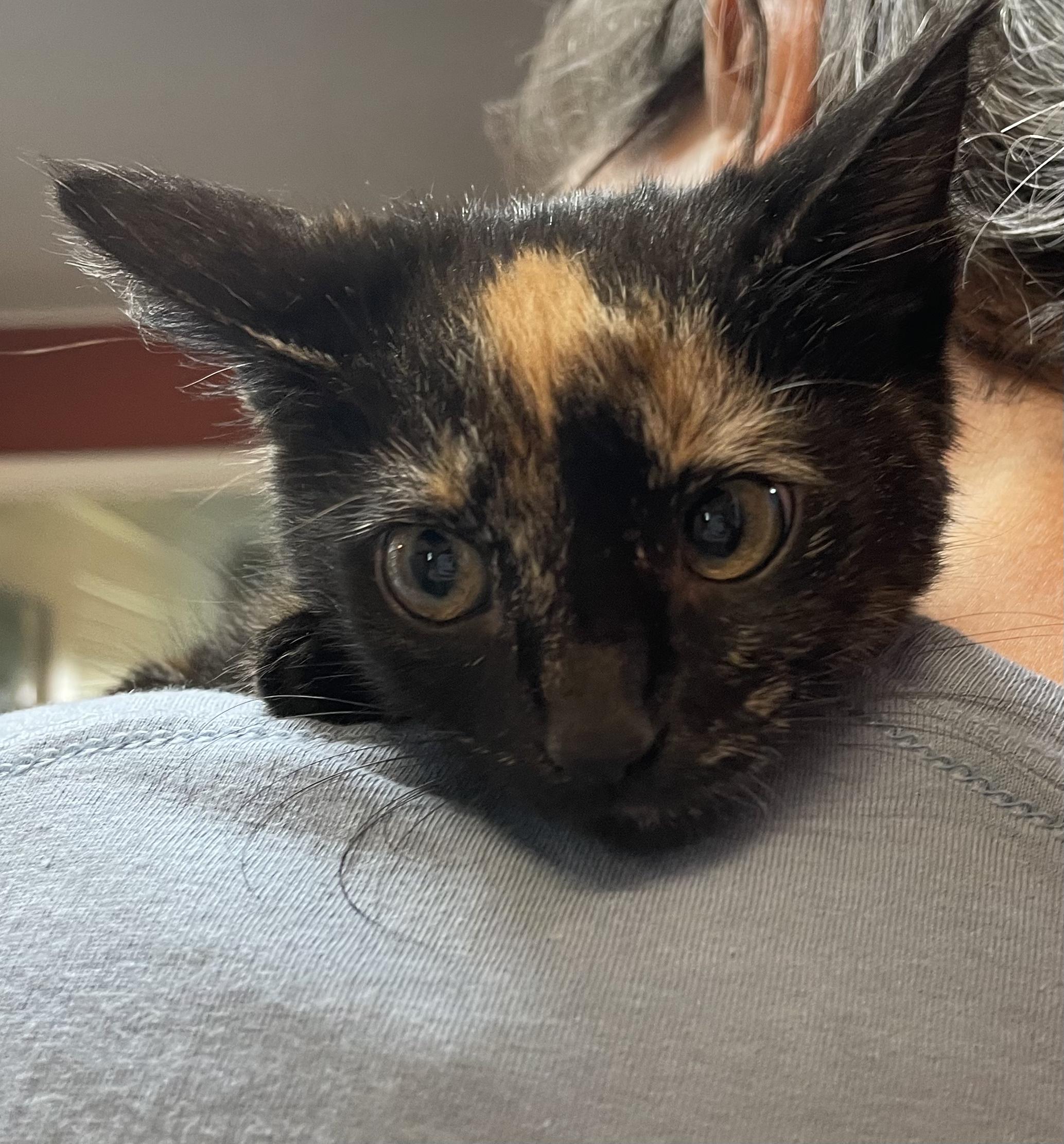 Enlarge Fergie, a Adoptable Tortoiseshell in McKenzie, TN image 1/2