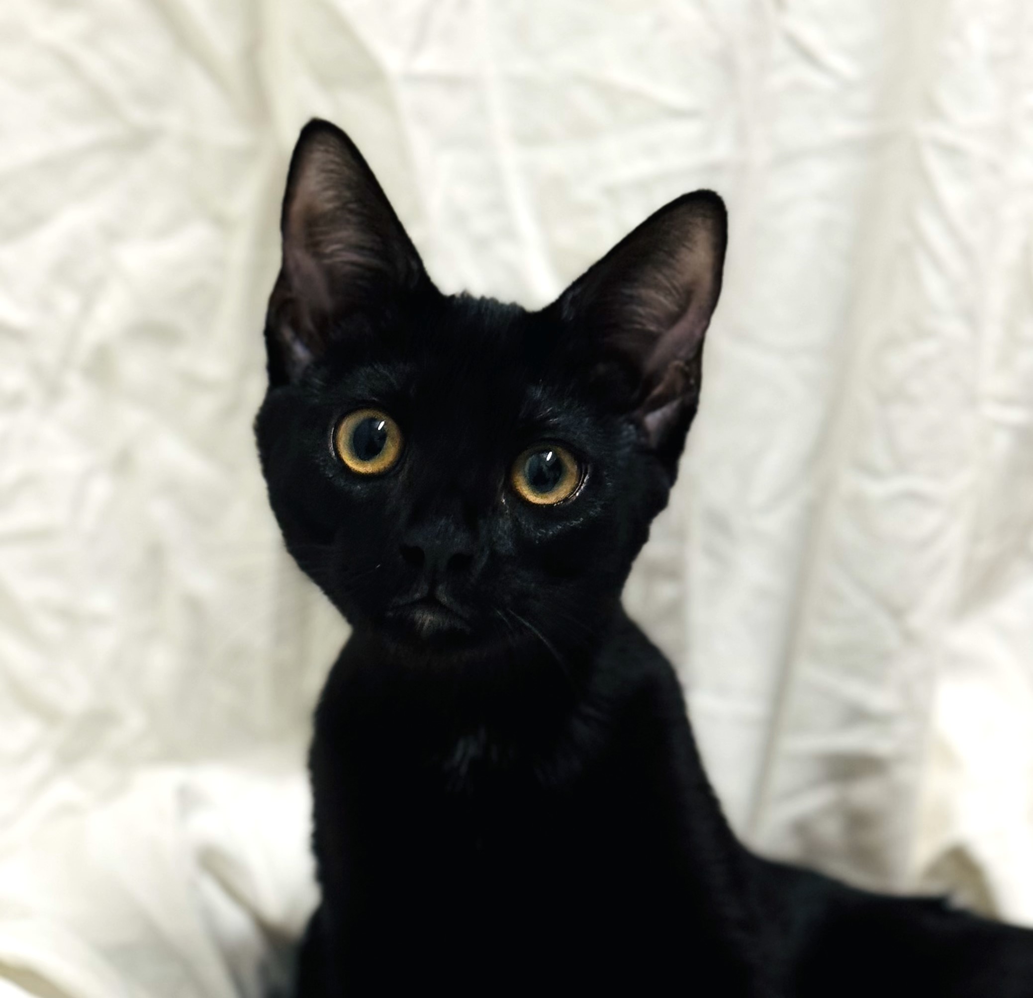Cheeto photo 2