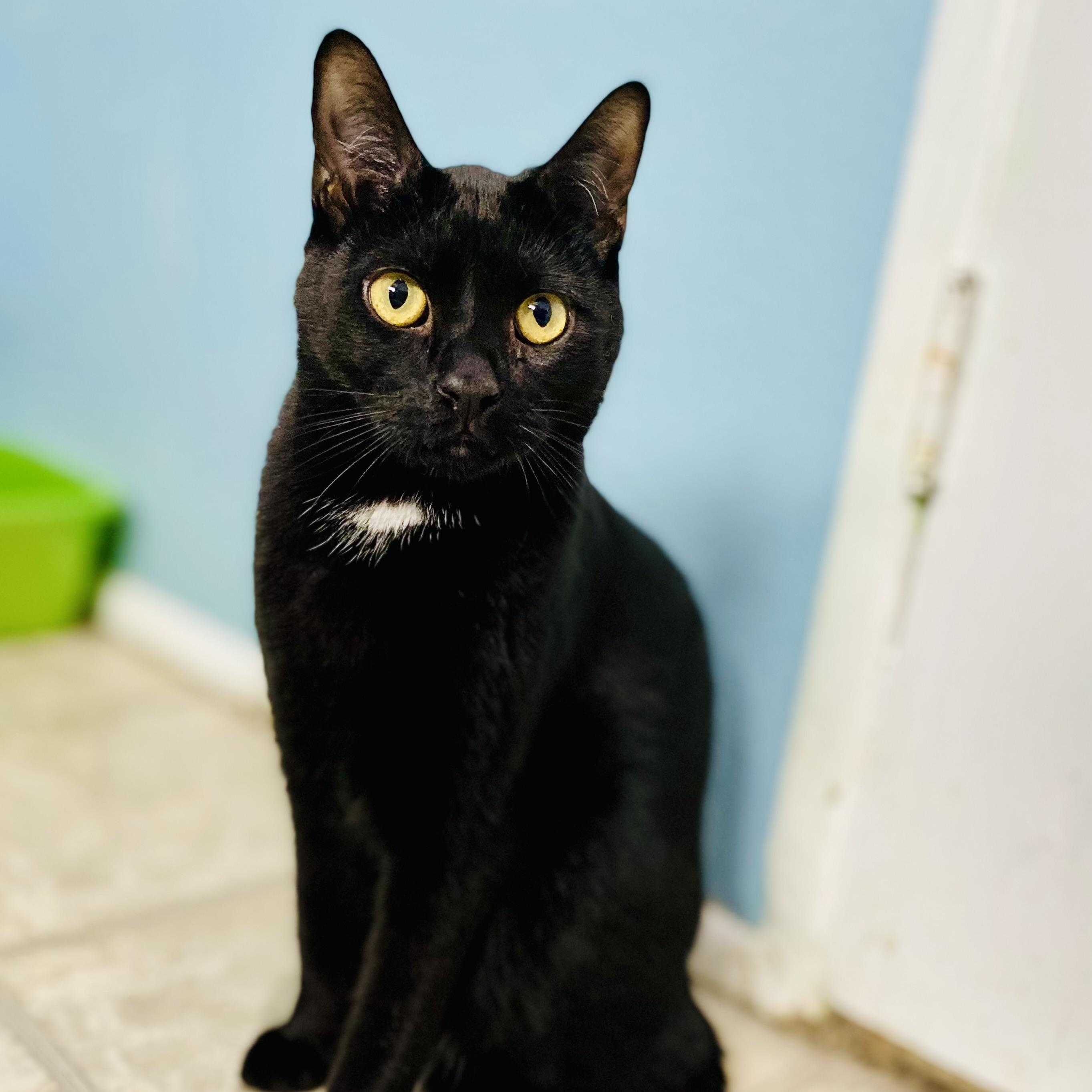 Enlarge Cheeto, a Adoptable mixed breed in Beverly Hills, CA image 1/3