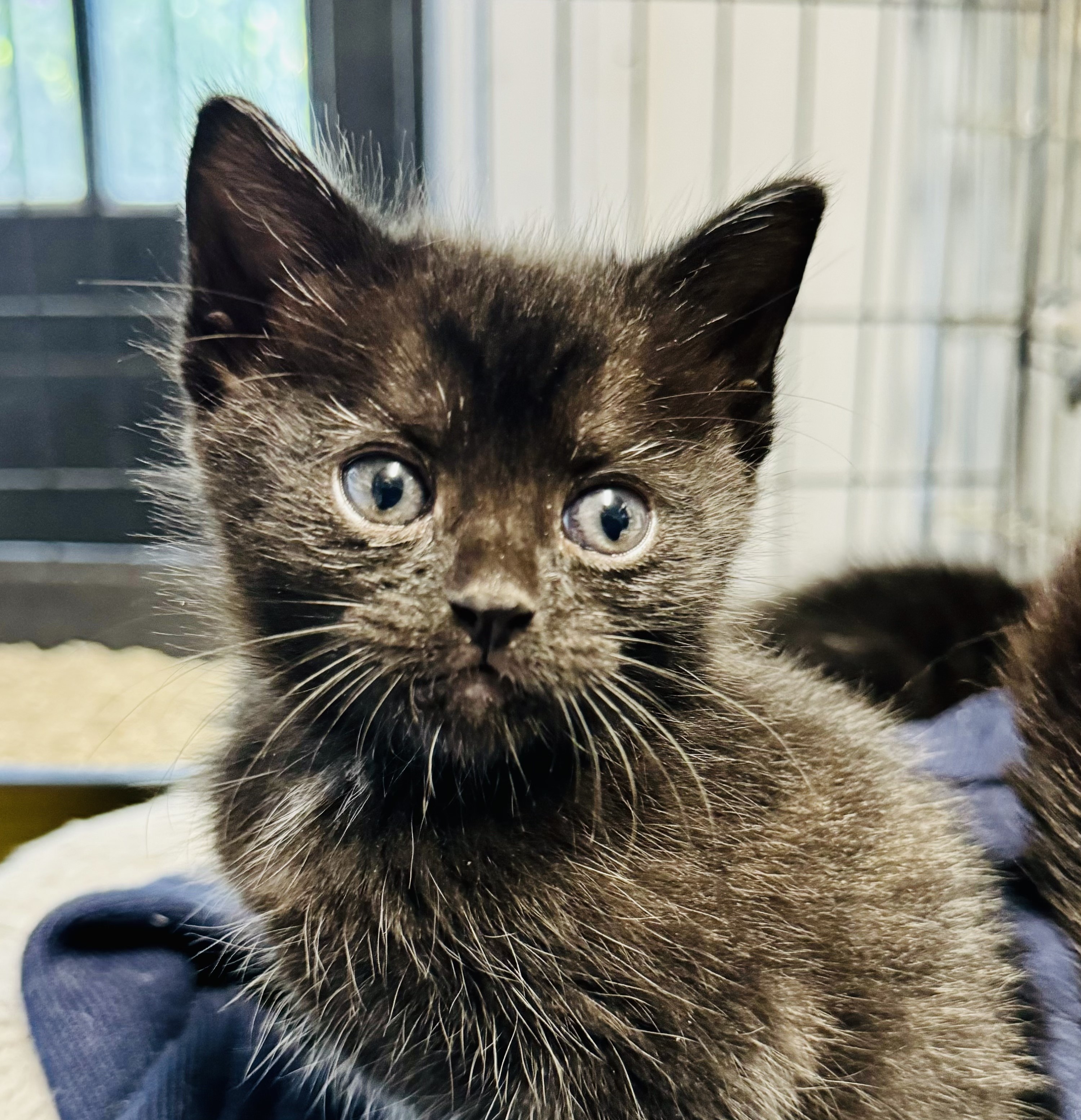 Enlarge Cheeto, a Adoptable mixed breed in Beverly Hills, CA image 3/3