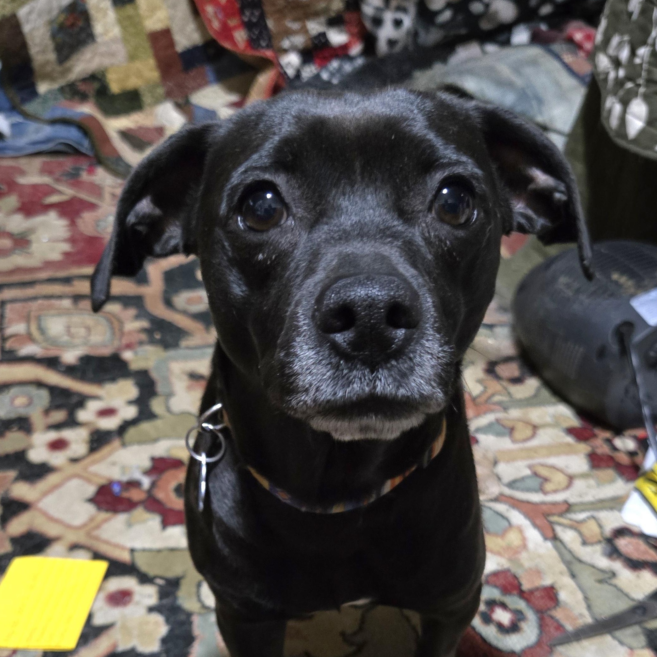 Enlarge Bella, a Adoptable mixed breed in Friendship, NY image 1/1