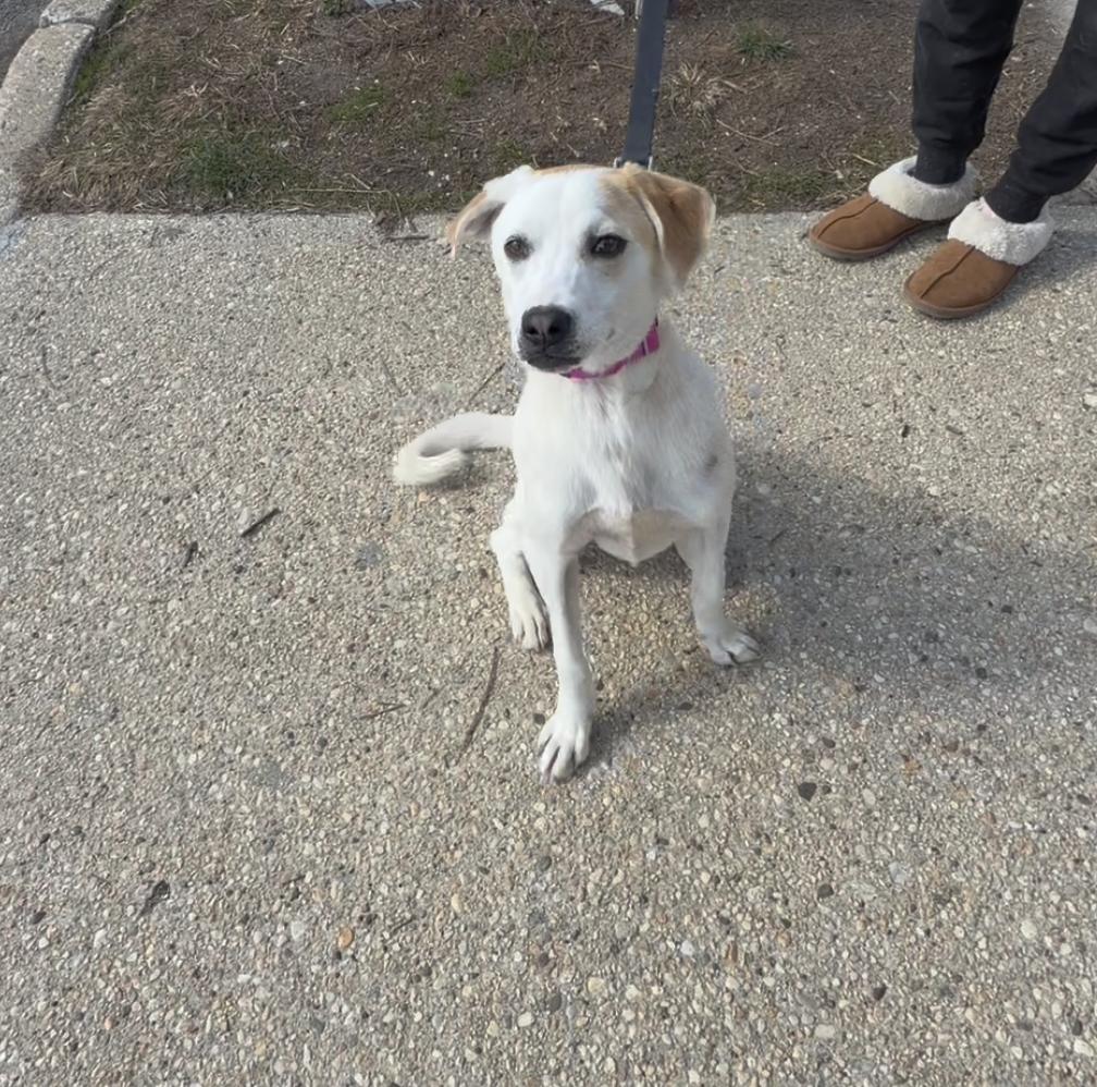Elsa, adopted, Young Female Beagle.