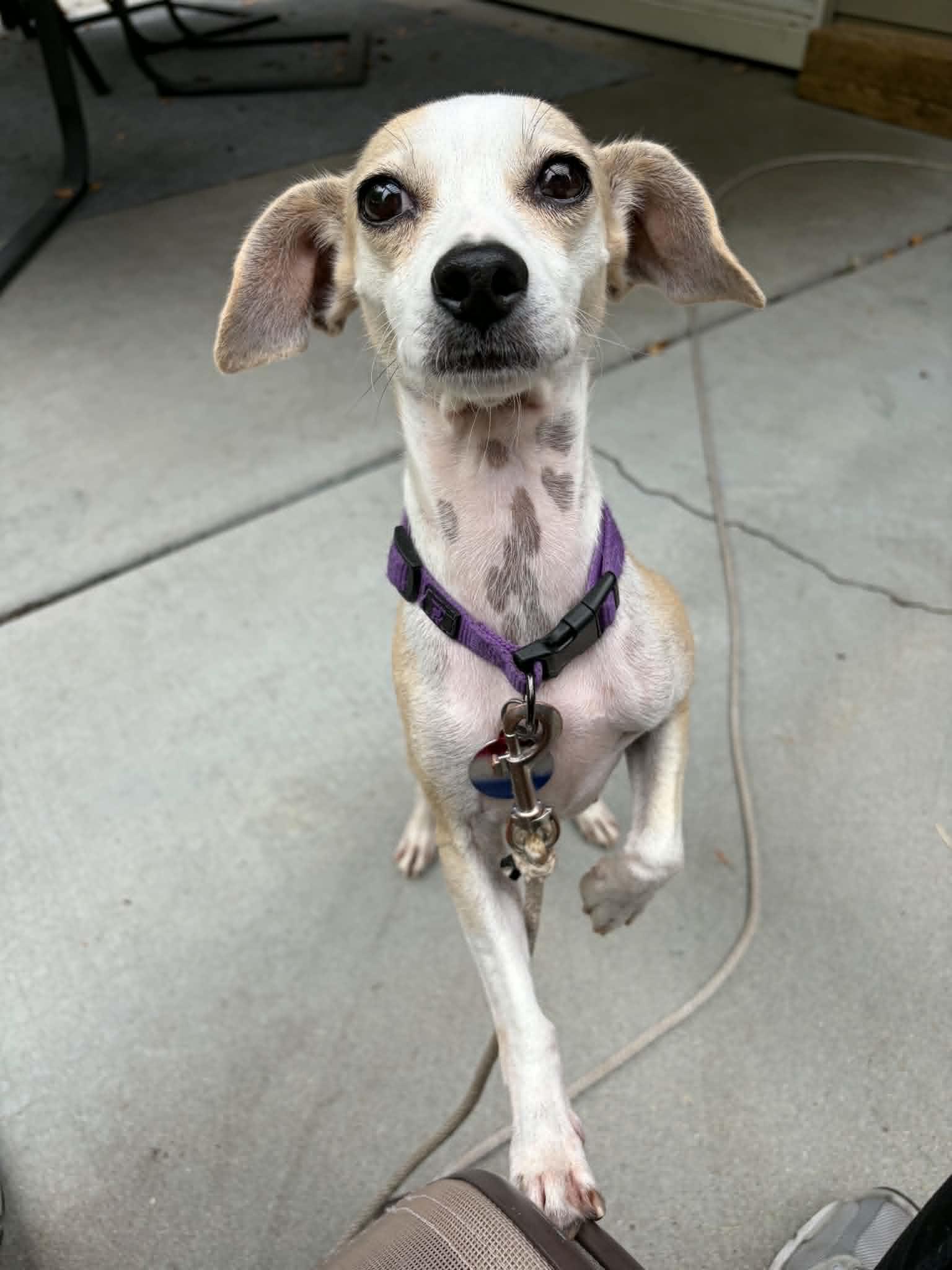 Gwen, a ADOPTABLE Chihuahua in Boise, ID image 6/6