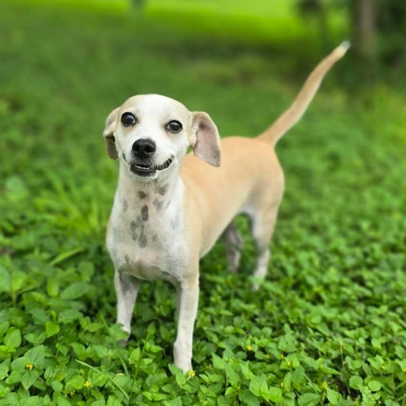 Gwen, a ADOPTABLE Chihuahua in Boise, ID image 2/6