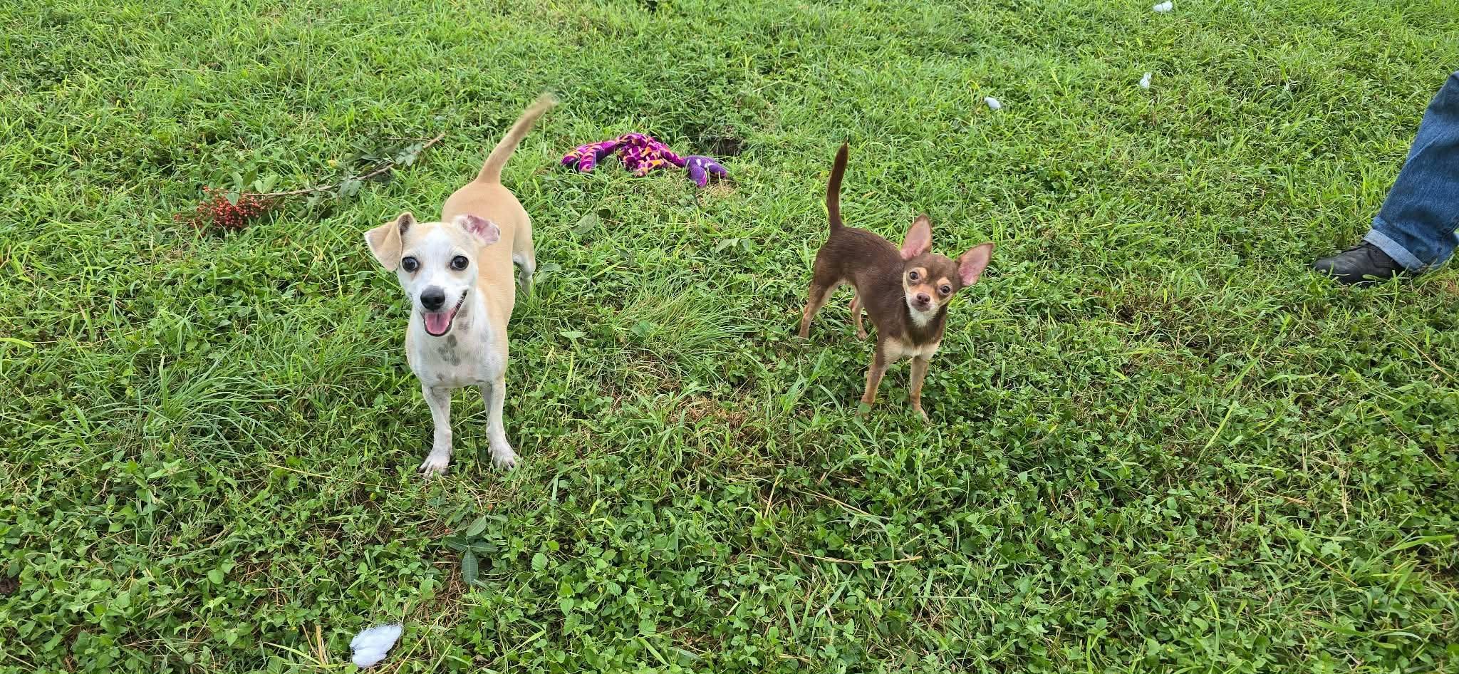 Gwen, a ADOPTABLE Chihuahua in Boise, ID image 5/6