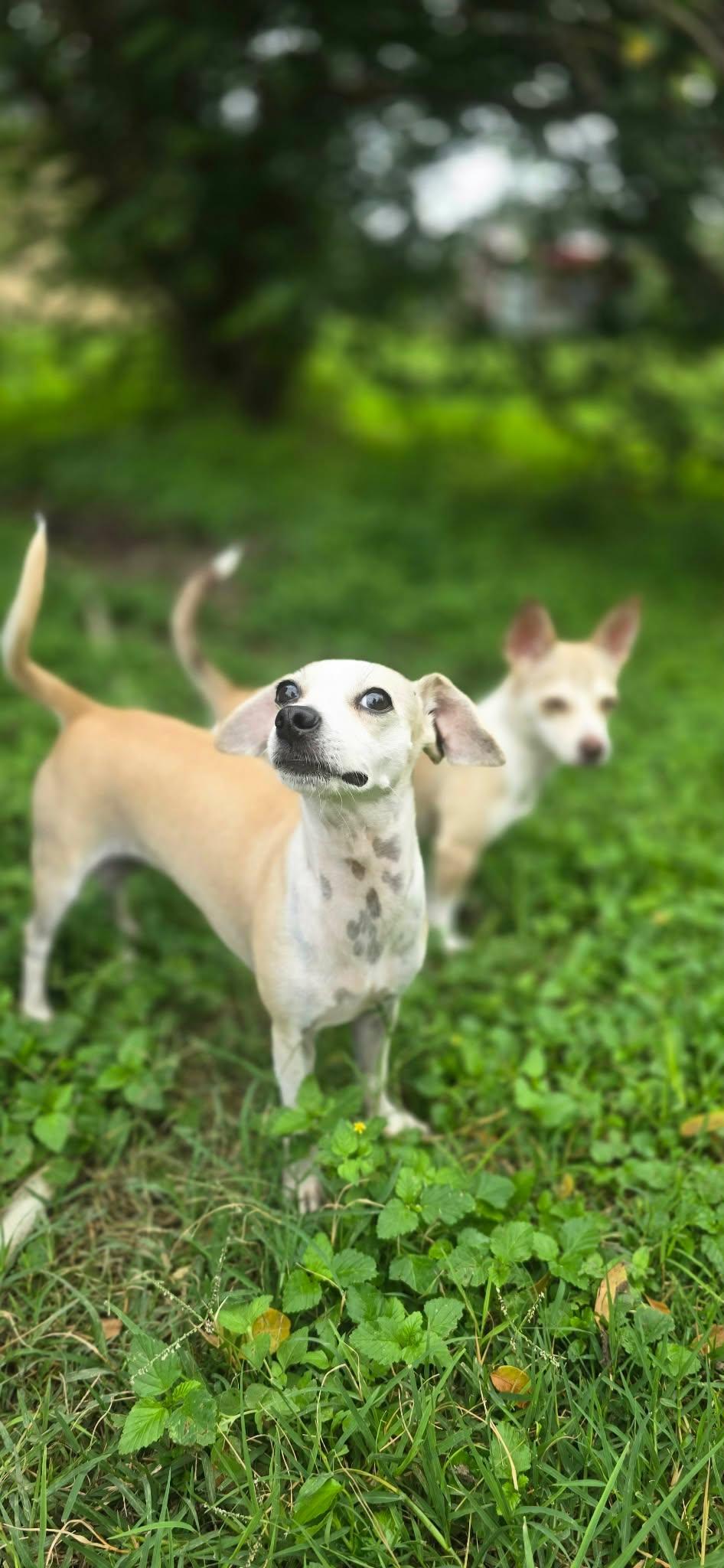 Gwen, a ADOPTABLE Chihuahua in Boise, ID image 4/6