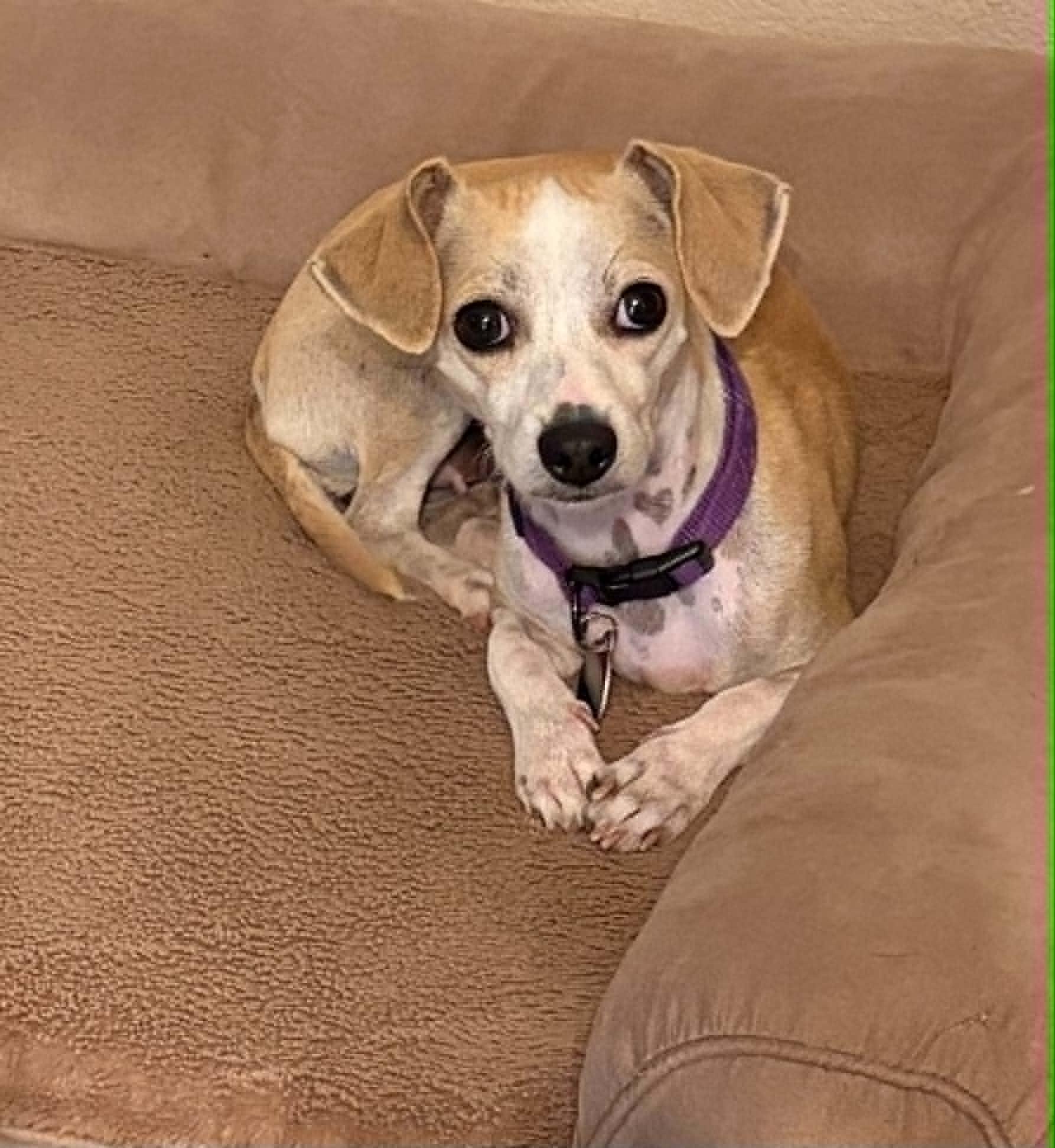 Gwen, a ADOPTABLE Chihuahua in Boise, ID image 1/6