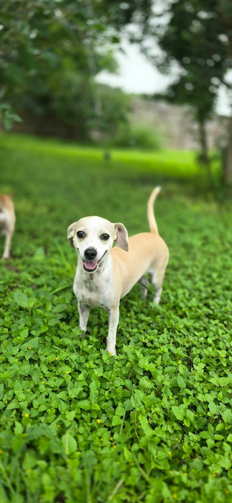 Gwen, a ADOPTABLE Chihuahua in Boise, ID image 3/6