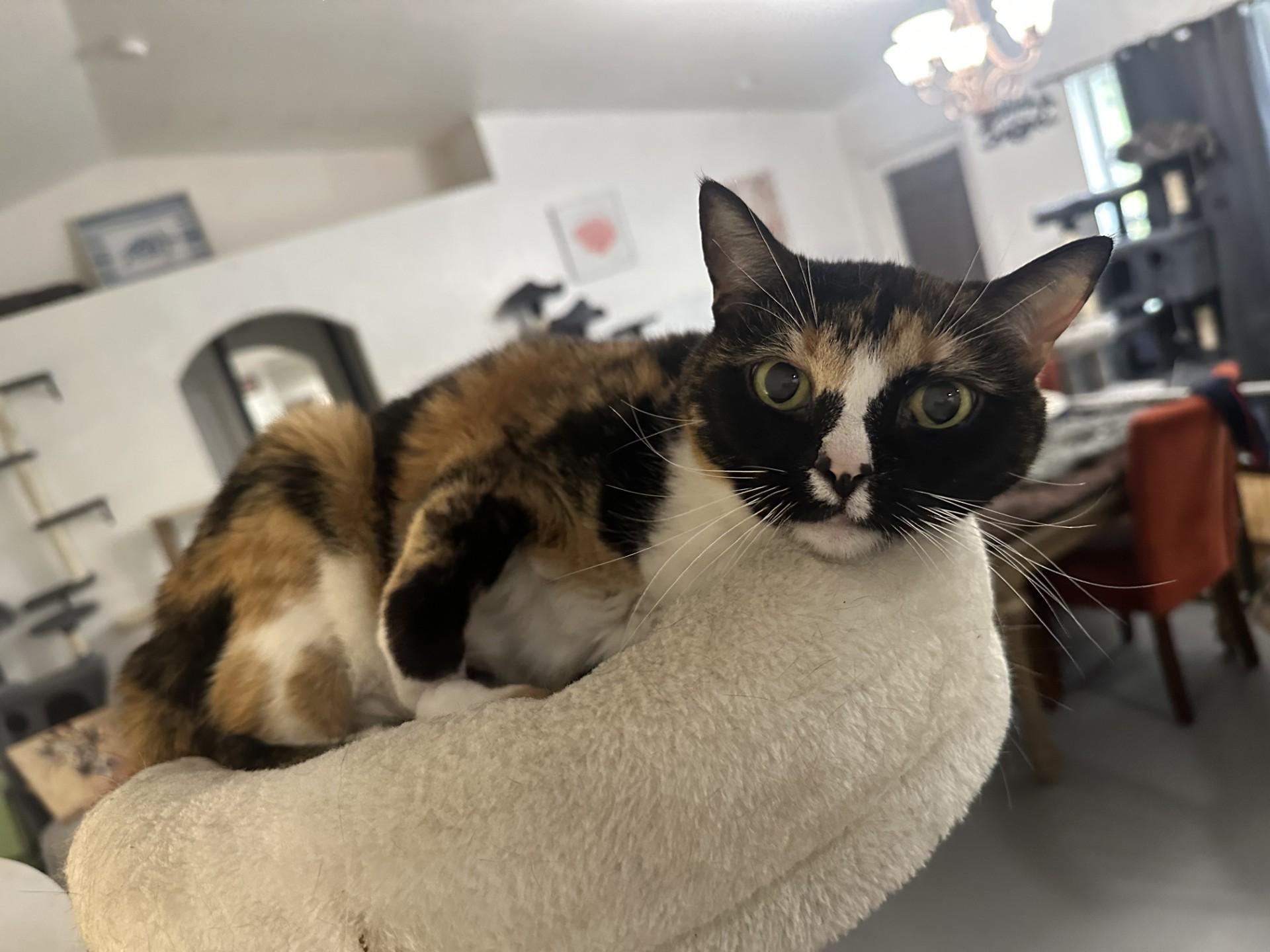 Violet, Senior Female Calico
