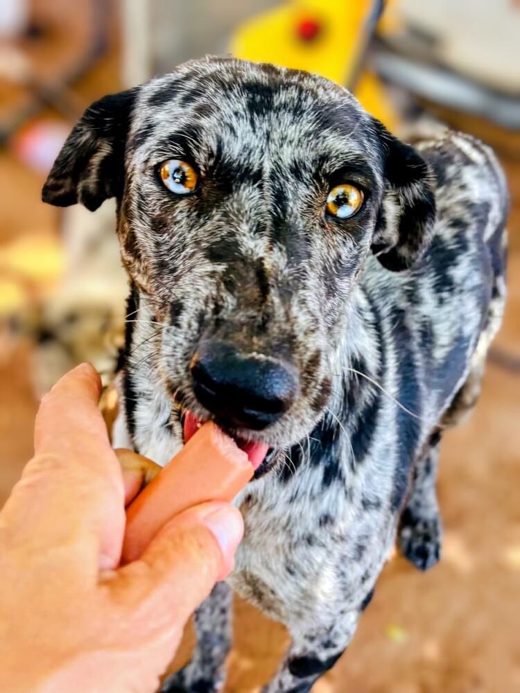 Zinnia, a Adoptable mixed breed in Evergreen, CO image 1/6