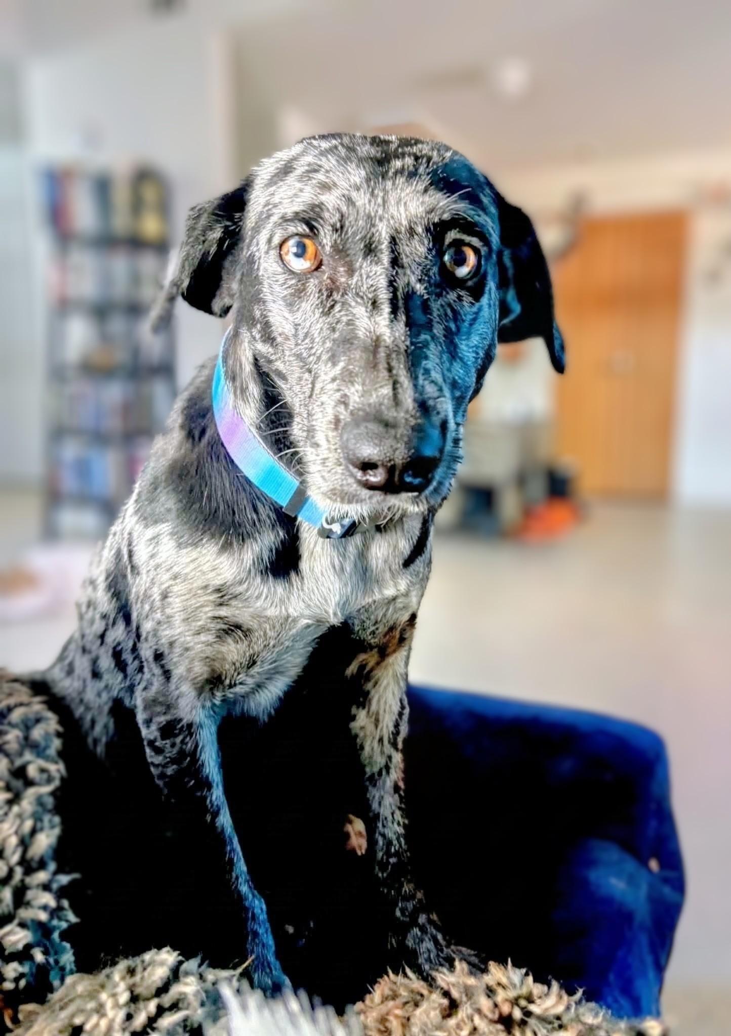 Zinnia, Adoptable, Adult Female Catahoula Leopard Dog & Mixed Breed.