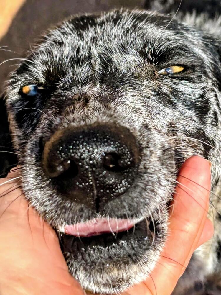 Zinnia, a Adoptable mixed breed in Evergreen, CO image 2/6