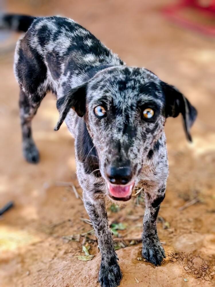 Zinnia, a Adoptable mixed breed in Evergreen, CO image 3/6