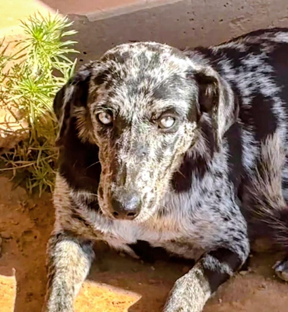 Enlarge Zinnia, a Adoptable mixed breed in Evergreen, CO image 1/6