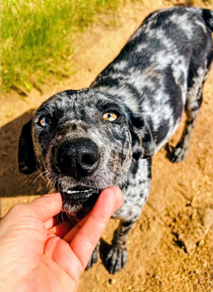 Zinnia, a Adoptable mixed breed in Evergreen, CO image 4/6