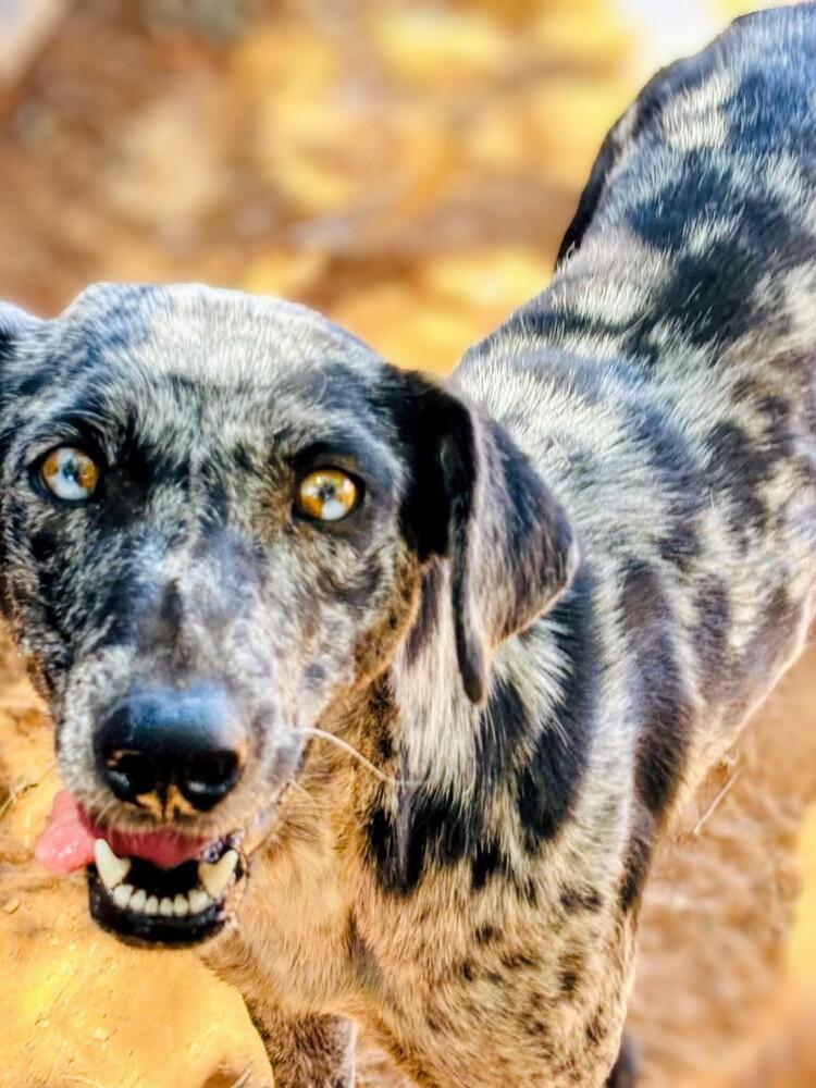 Enlarge Zinnia, a Adoptable mixed breed in Evergreen, CO image 2/6