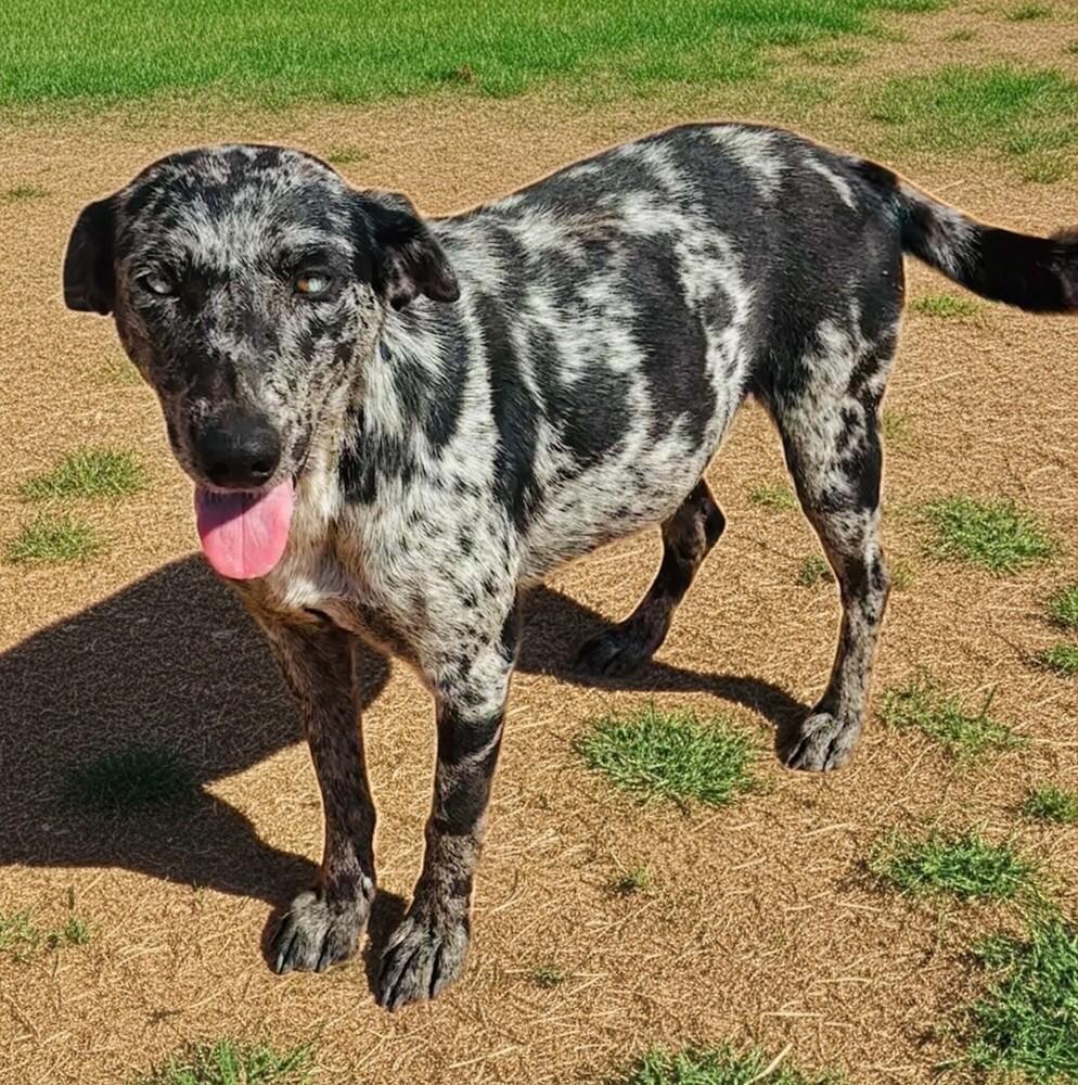 Zinnia, Adoptable, Adult Female Catahoula Leopard Dog & Mixed Breed.