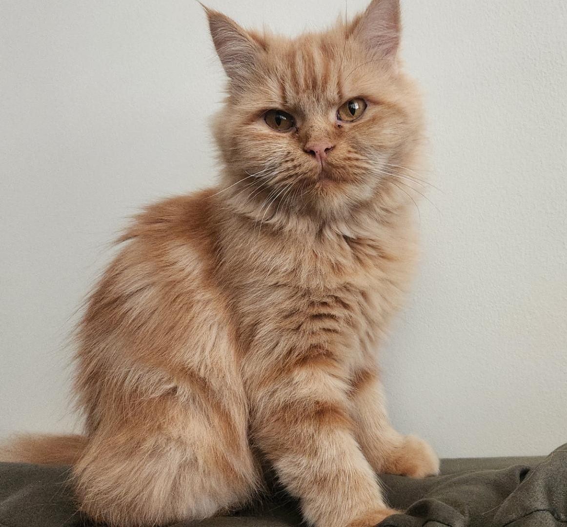 Poppy (Part Persian)