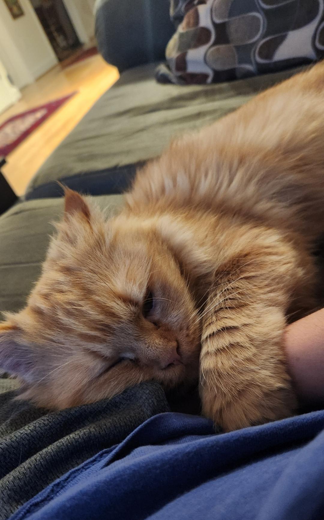 Poppy (Part Persian)