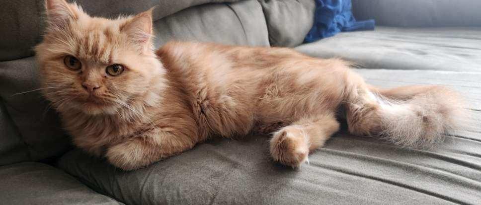 Poppy (Part Persian)