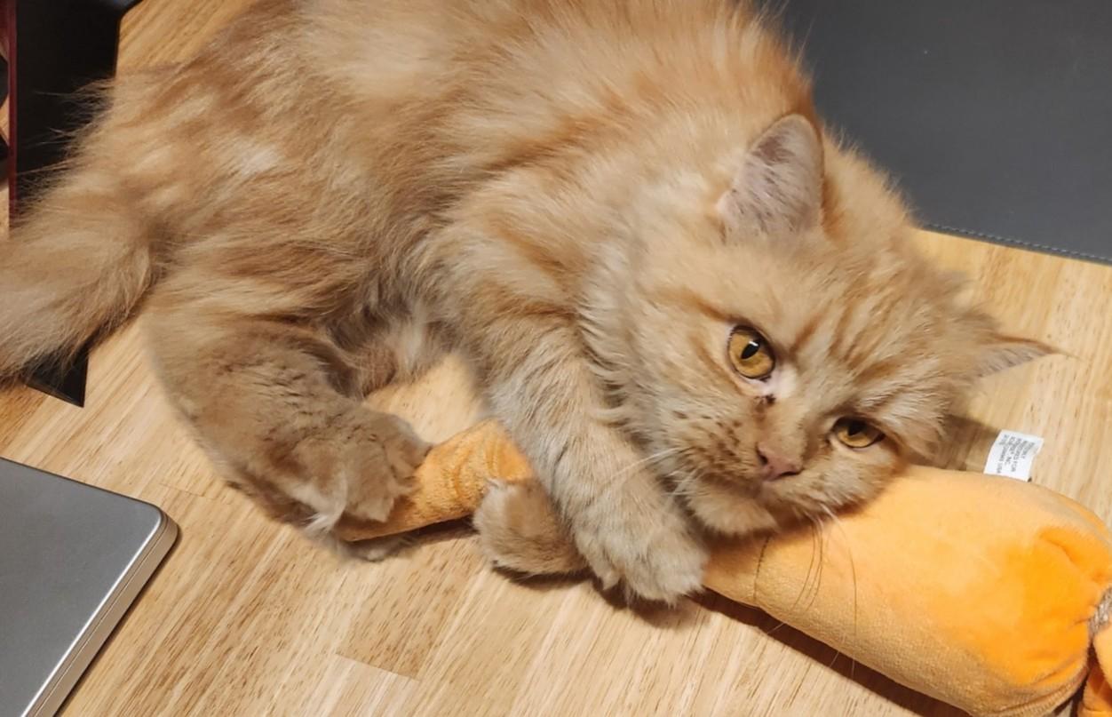 Poppy (Part Persian)