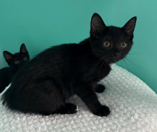 Zara, ADOPTABLE, Kitten Female Domestic Short Hair.