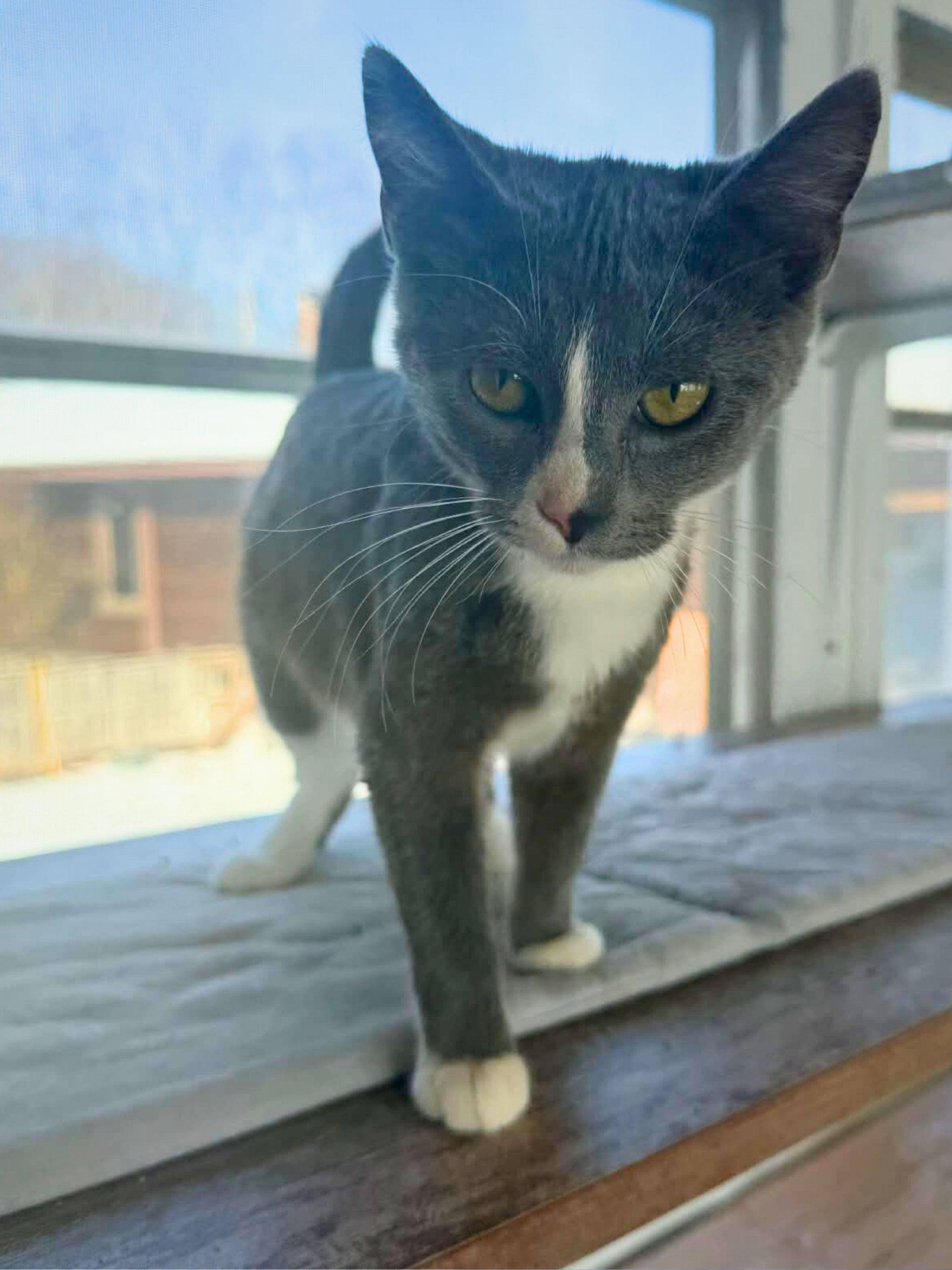 Roxie | Young | Domestic Shorthair, a ADOPTABLE Domestic Short Hair in Royalton, IL image 4/5