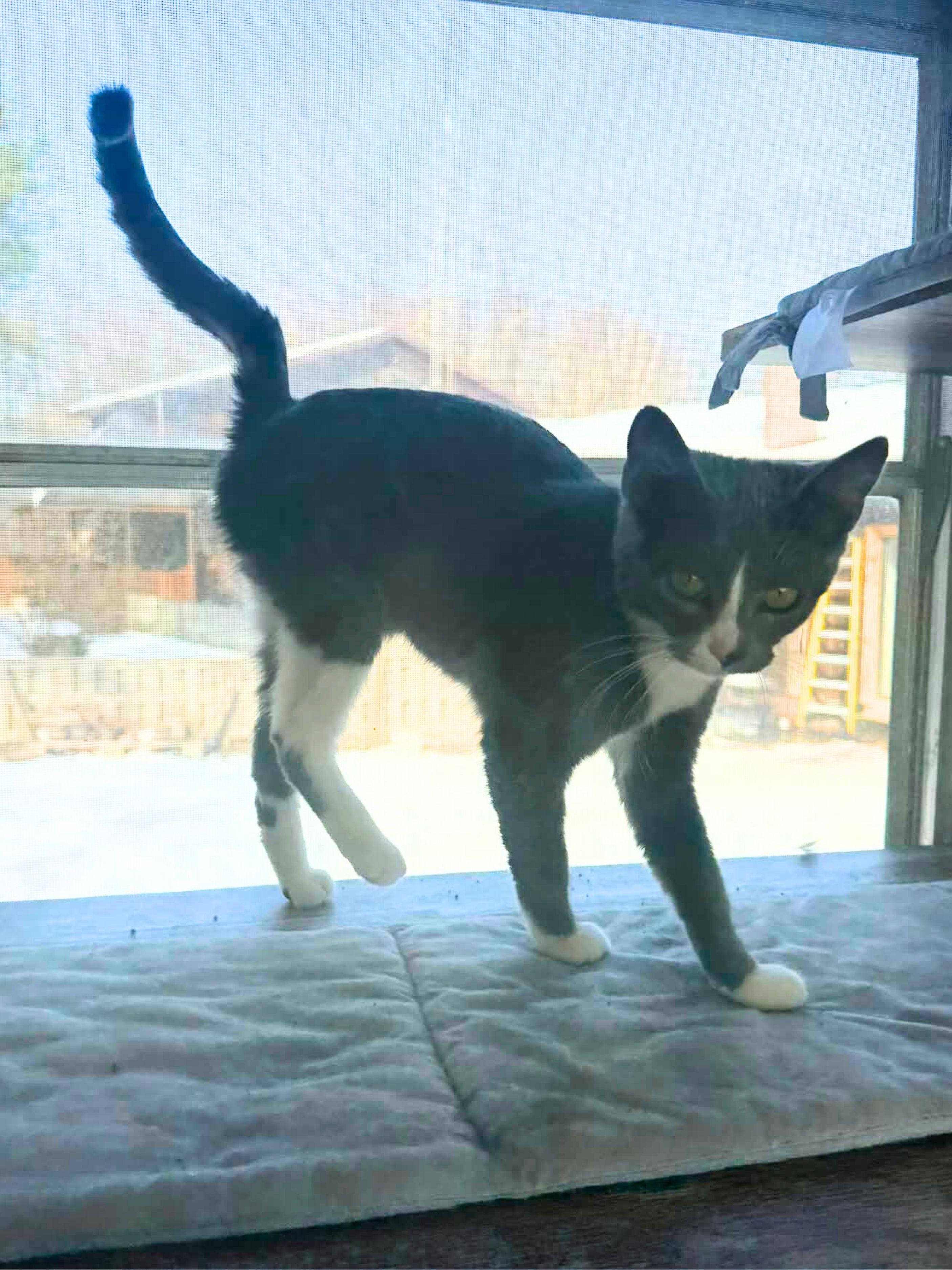 Roxie | Young | Domestic Shorthair, a ADOPTABLE Domestic Short Hair in Royalton, IL image 2/5