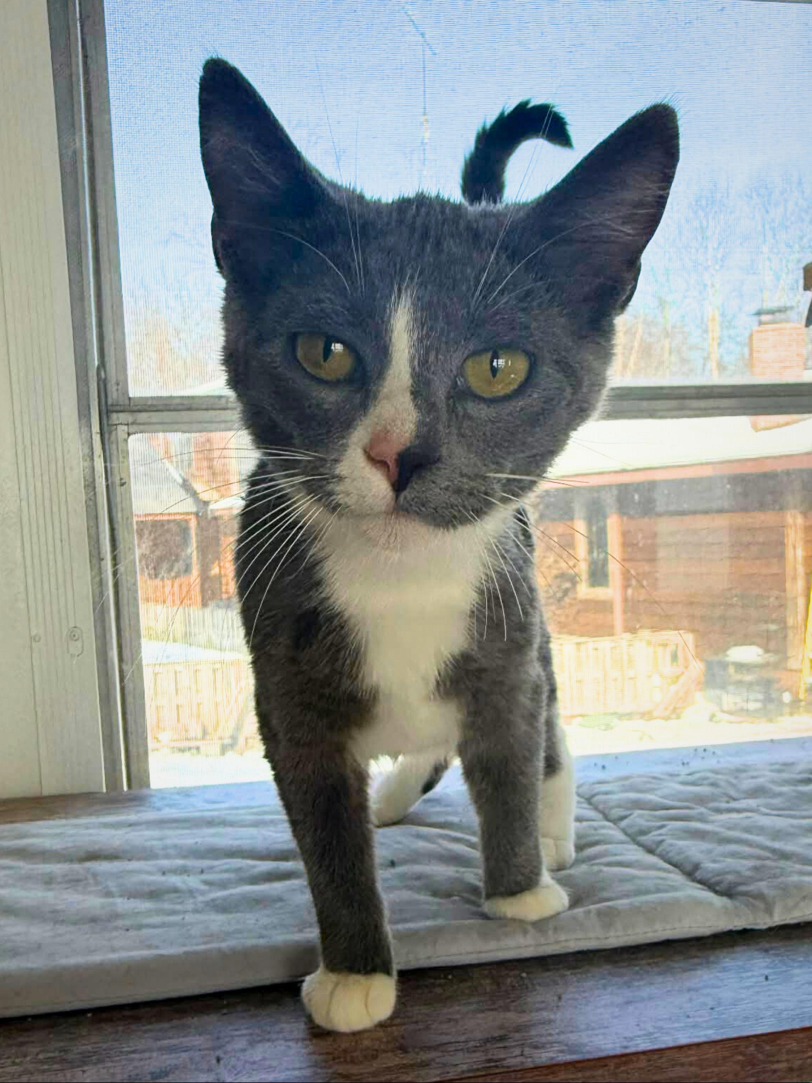 Roxie | Young | Domestic Shorthair, ADOPTABLE, Young Female Domestic Short Hair.