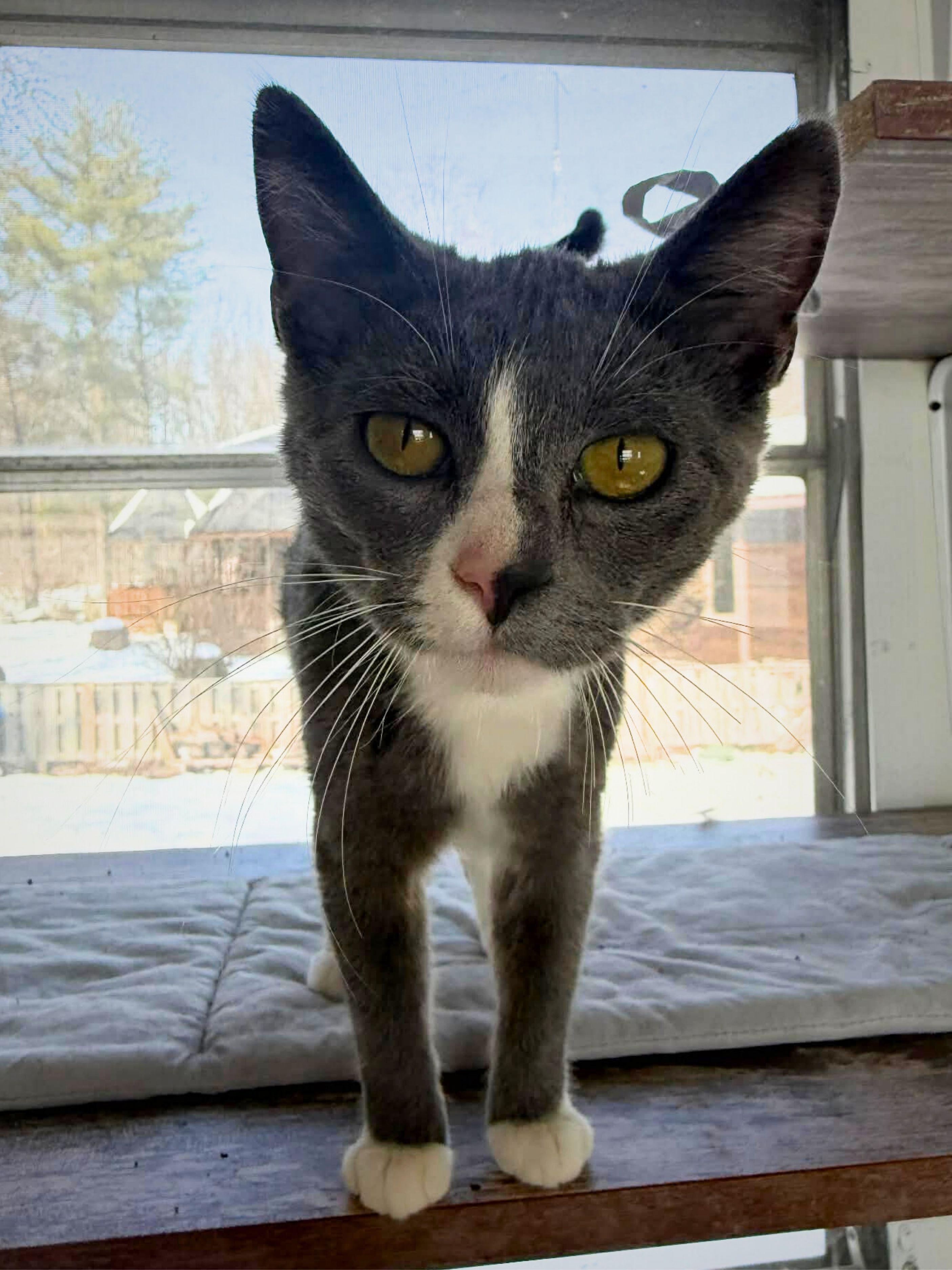 Roxie | Young | Domestic Shorthair, a ADOPTABLE Domestic Short Hair in Royalton, IL image 3/5