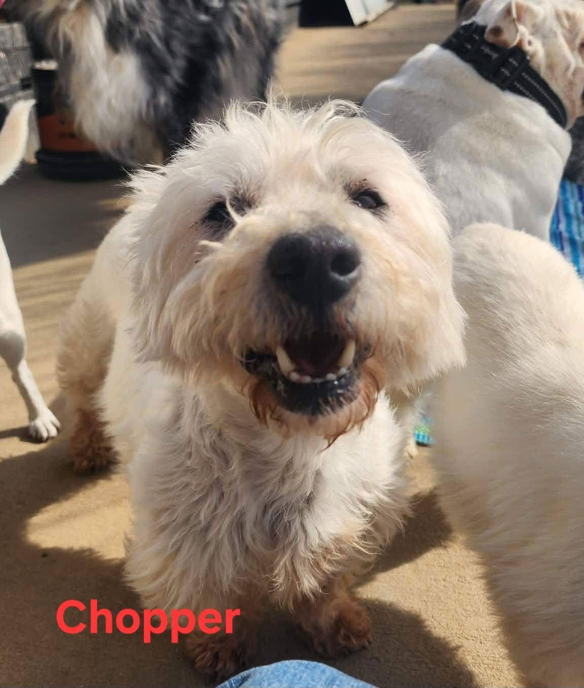 Chopper and Snickers, Adopted, Adult Male West Highland White Terrier / Westie.