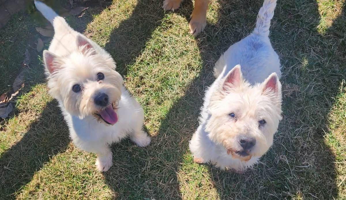 Enlarge Chopper and Snickers, a Adopted West Highland White Terrier / Westie in Germantown, OH image 2/3