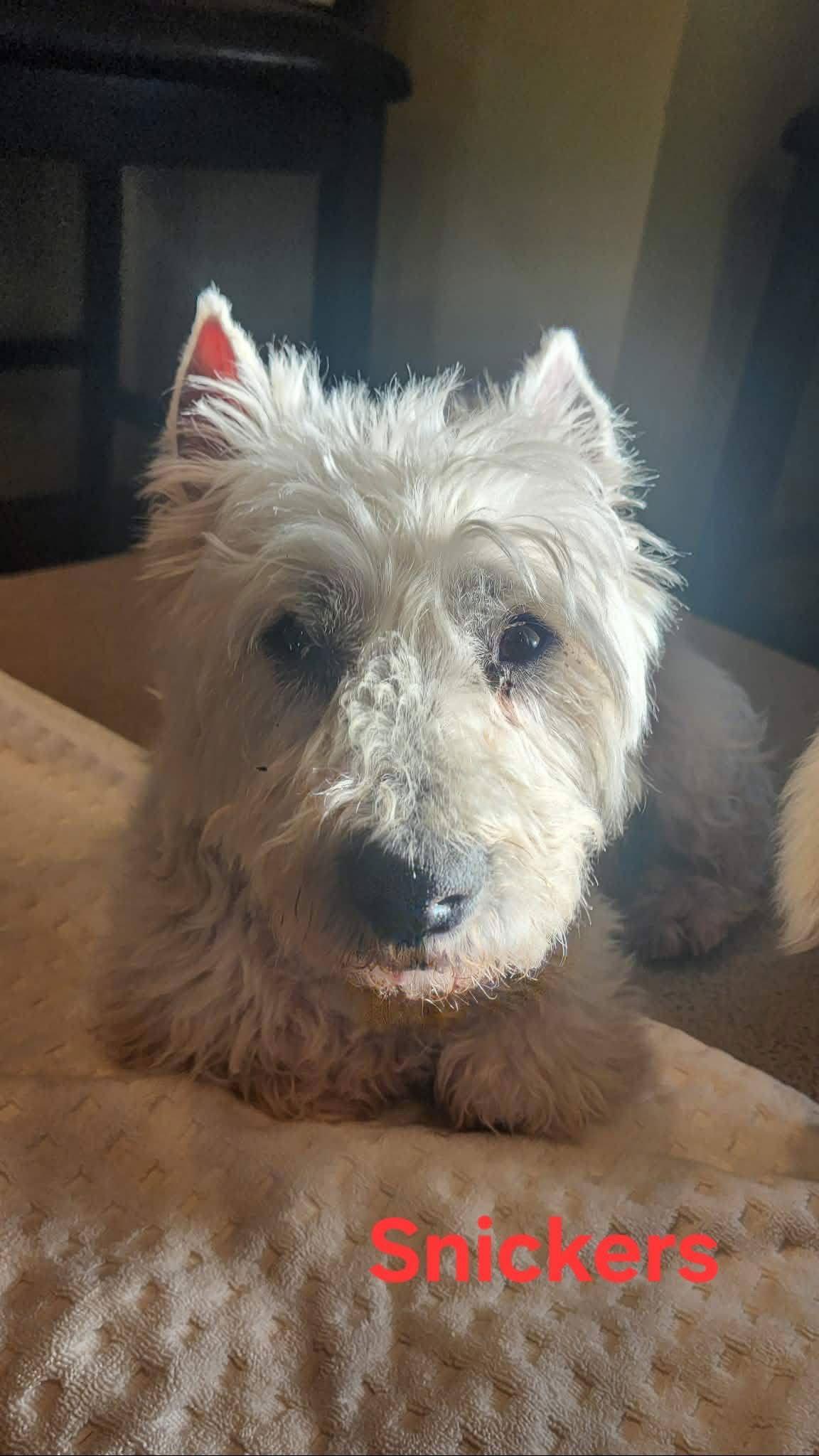Enlarge Chopper and Snickers, a Adopted West Highland White Terrier / Westie in Germantown, OH image 3/3