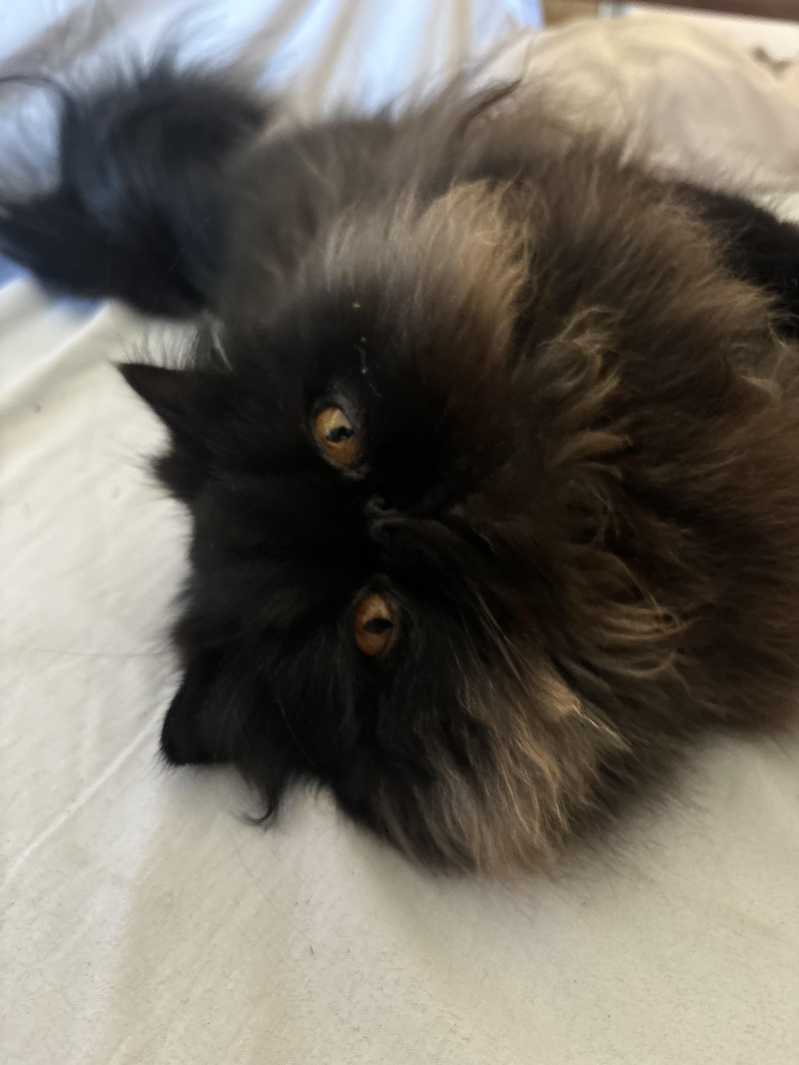 Skye - 1Y - Good with Cats, Dogs and Kids