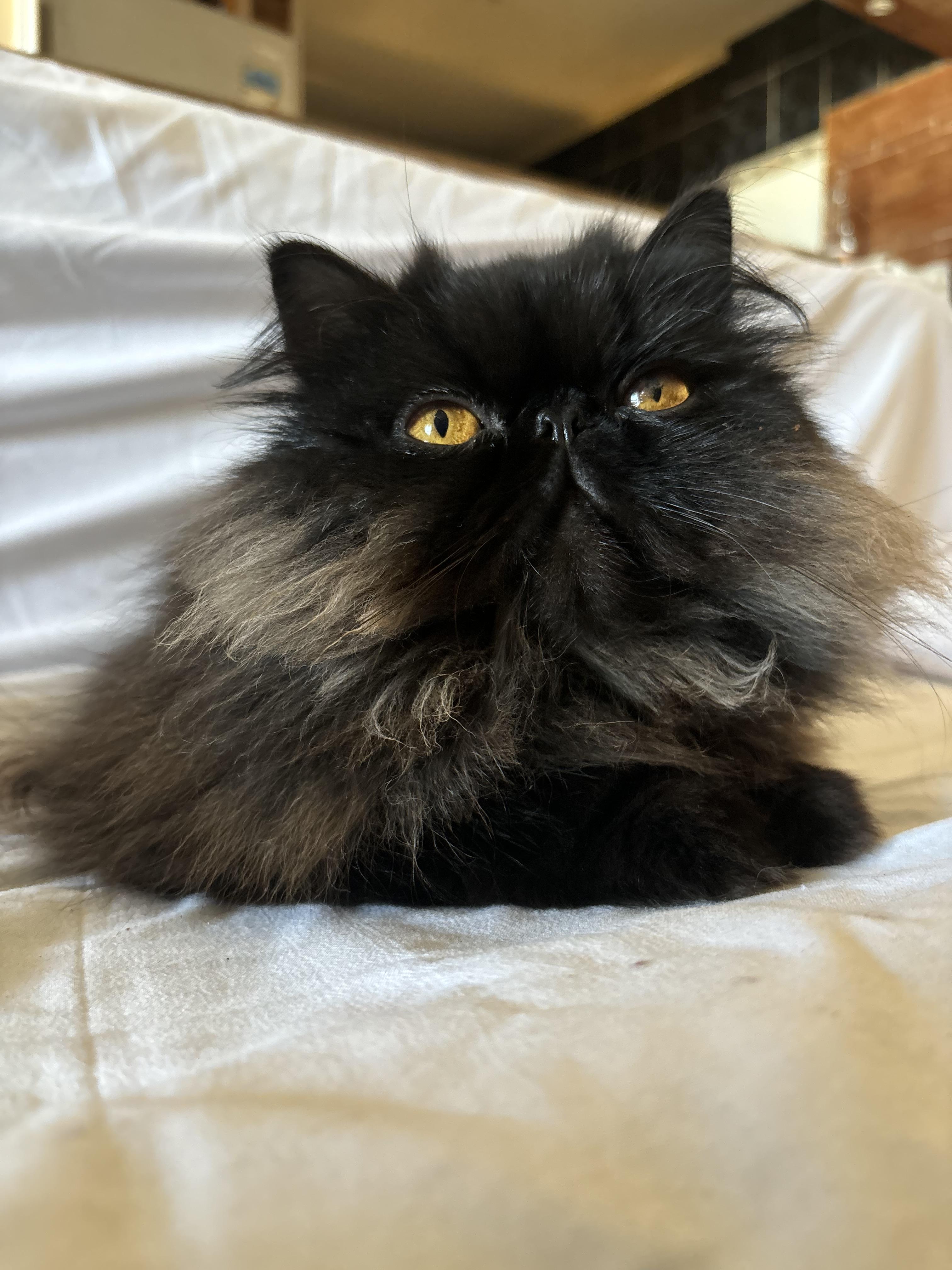 Skye - 1Y - Good with Cats, Dogs and Kids