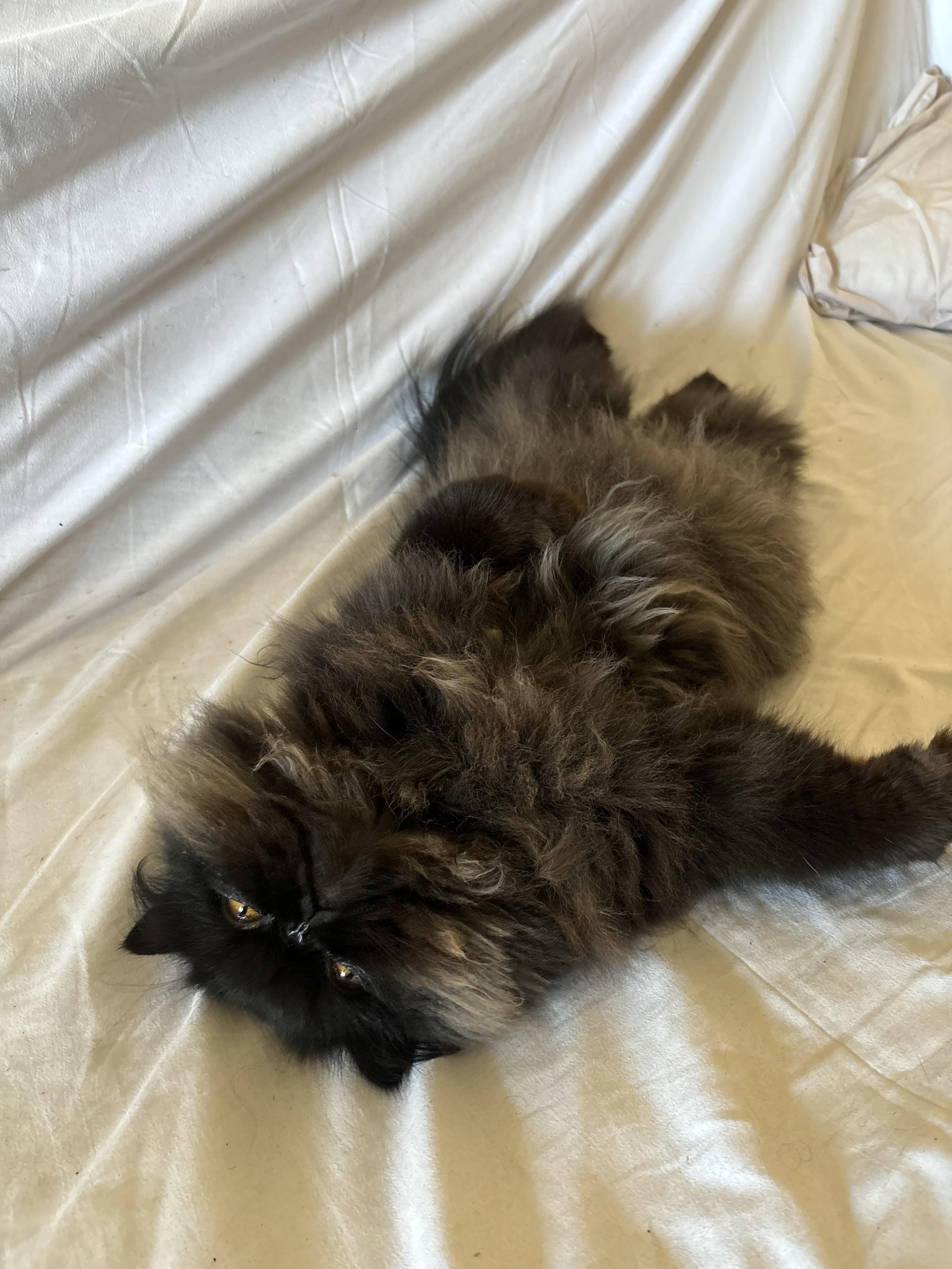 Skye - 1Y - Good with Cats, Dogs and Kids