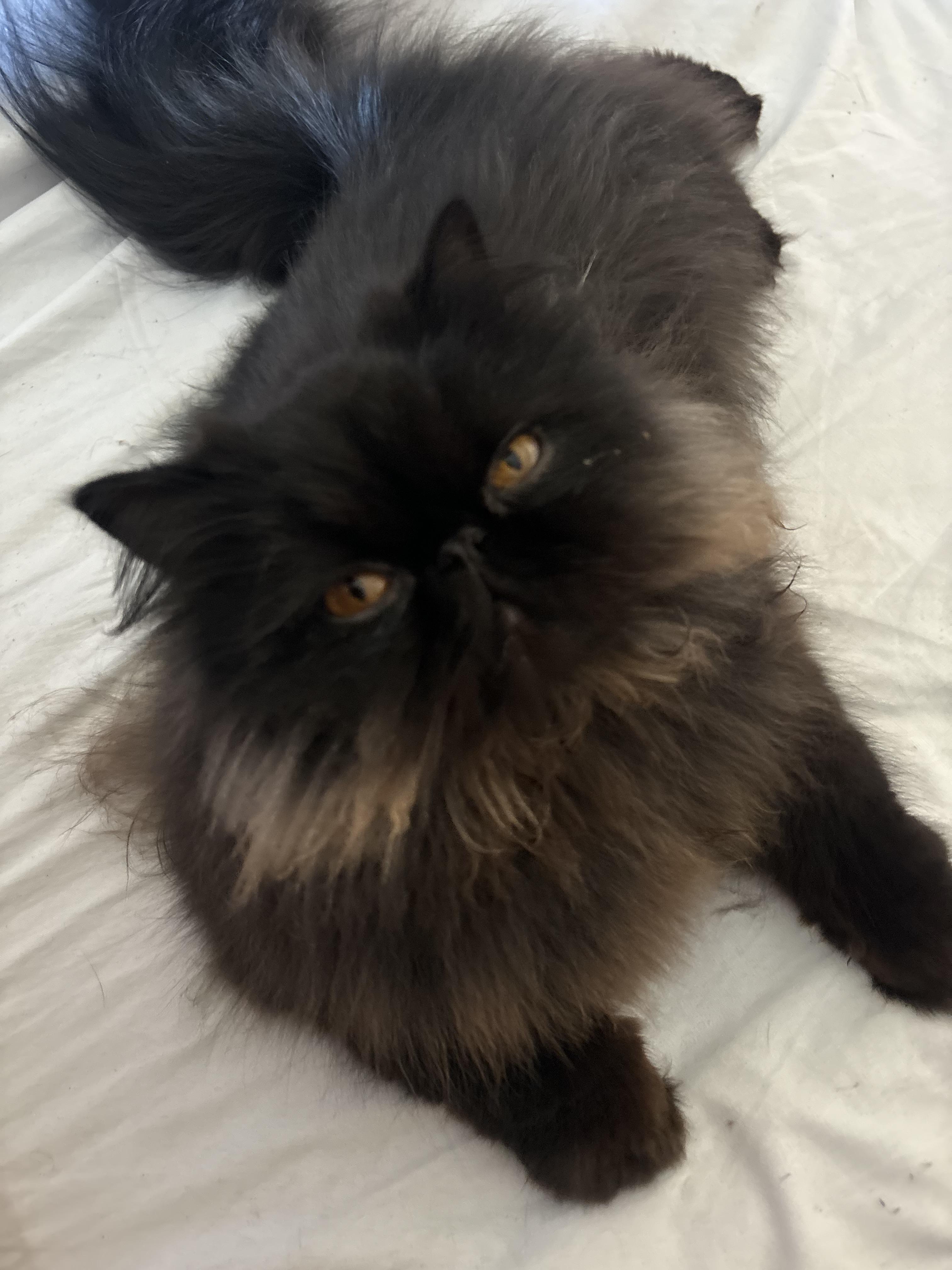 Skye - 1Y - Good with Cats, Dogs and Kids