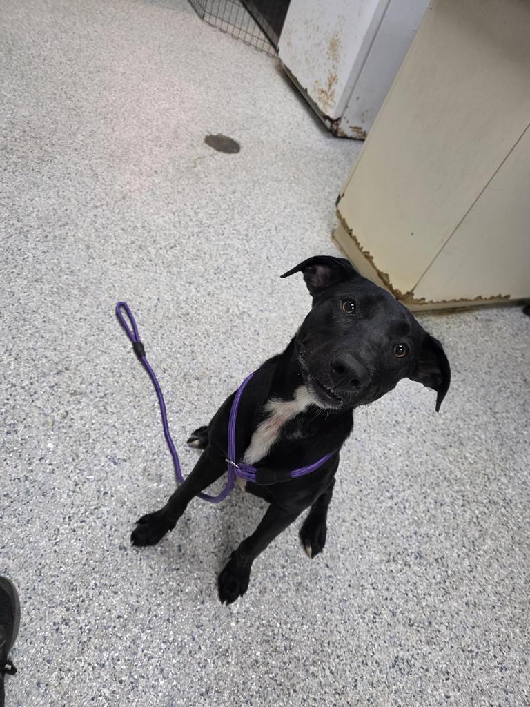 Darla / Milan, Adoptable, Puppy Female Labrador Retriever & Affenpinscher.