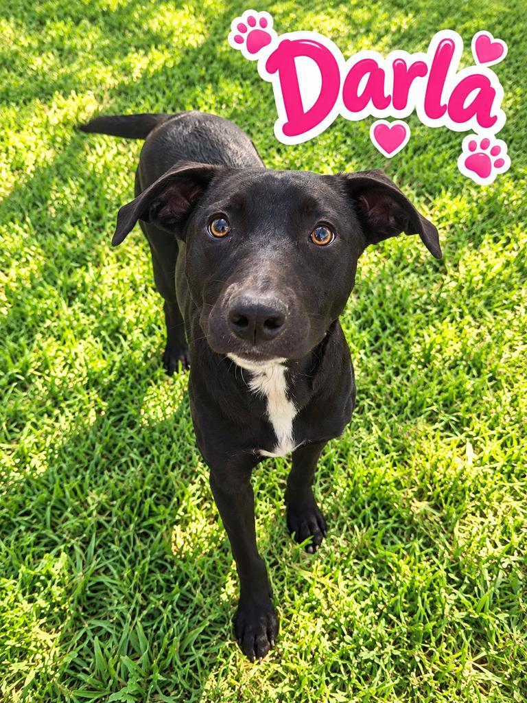 Enlarge Darla / Milan, a Adoptable mixed breed in Livingston, LA image 2/3